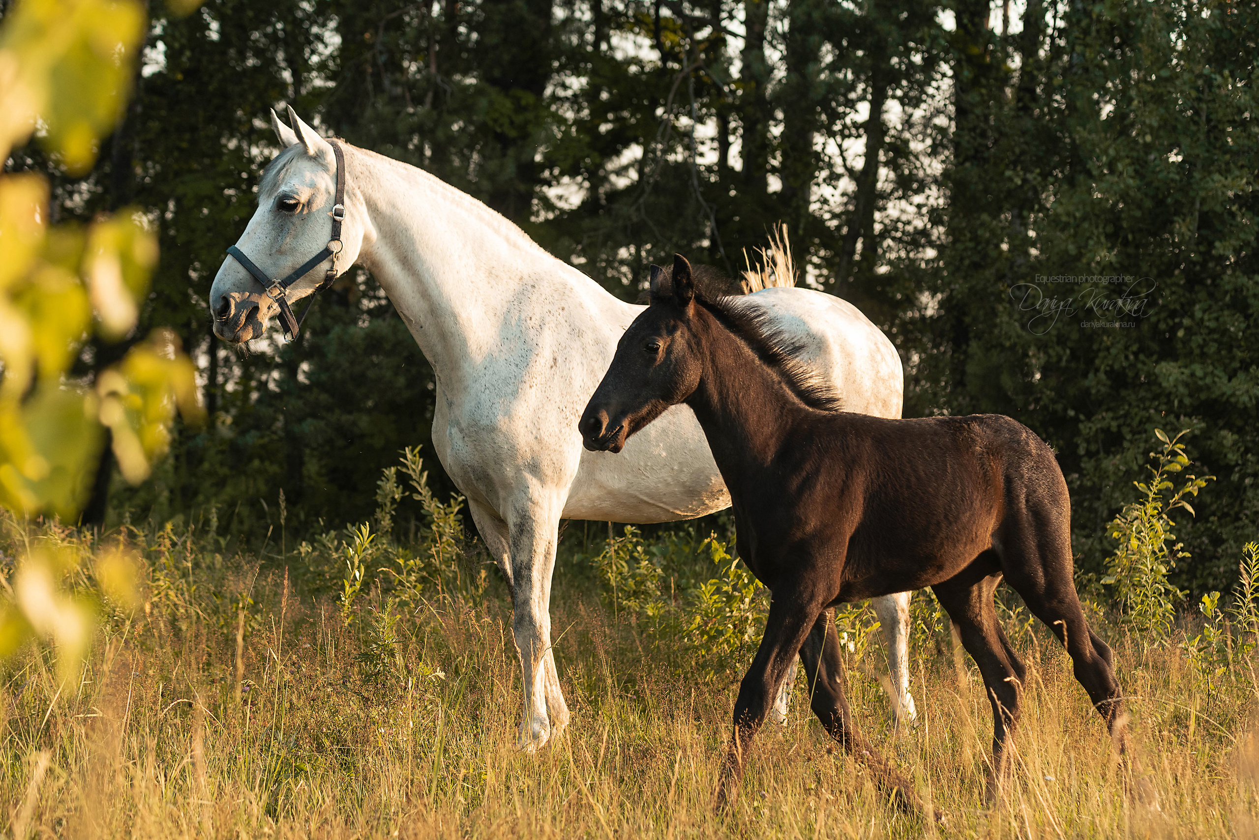 Маруся и Пилигрим. Конный фотограф Куракина Дарья • Фотосессии с лошадьми