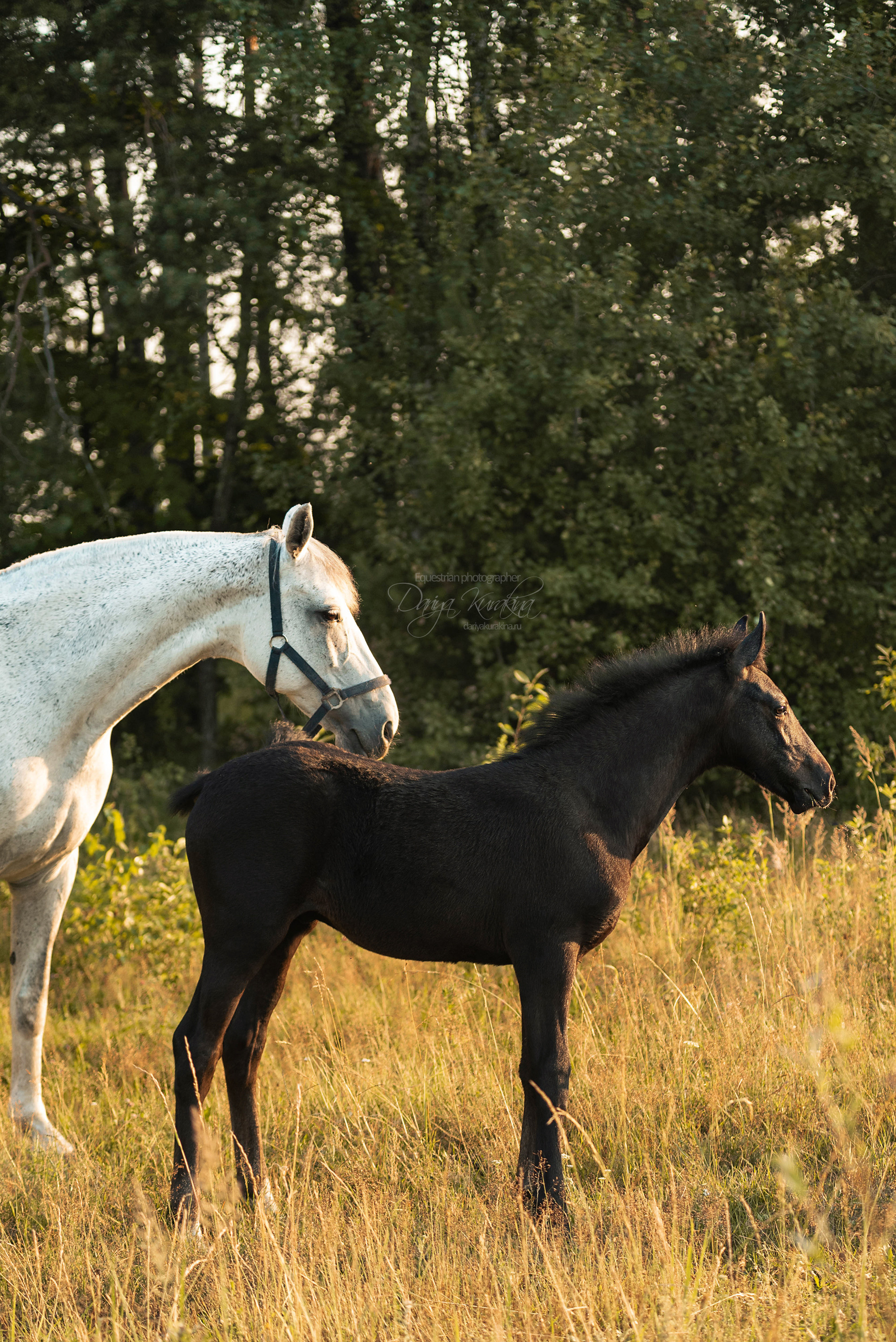 Маруся и Пилигрим. Конный фотограф Куракина Дарья • Фотосессии с лошадьми