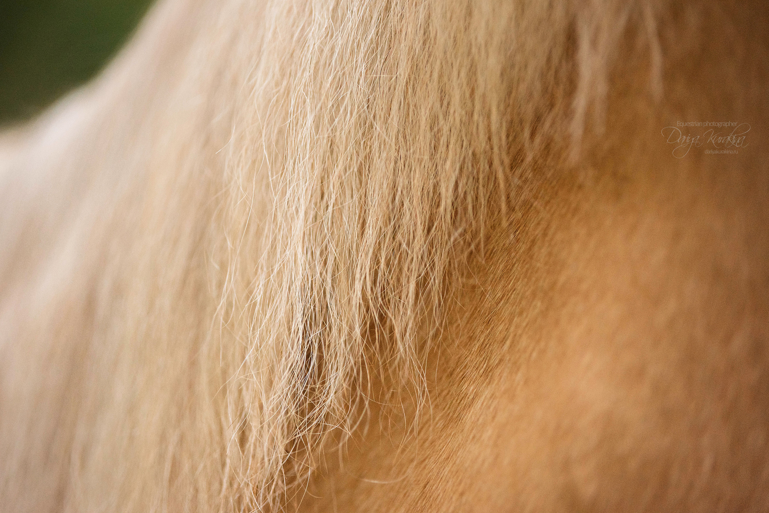 Силя и Лёля. Конный фотограф Куракина Дарья • Фотосессии с лошадьми