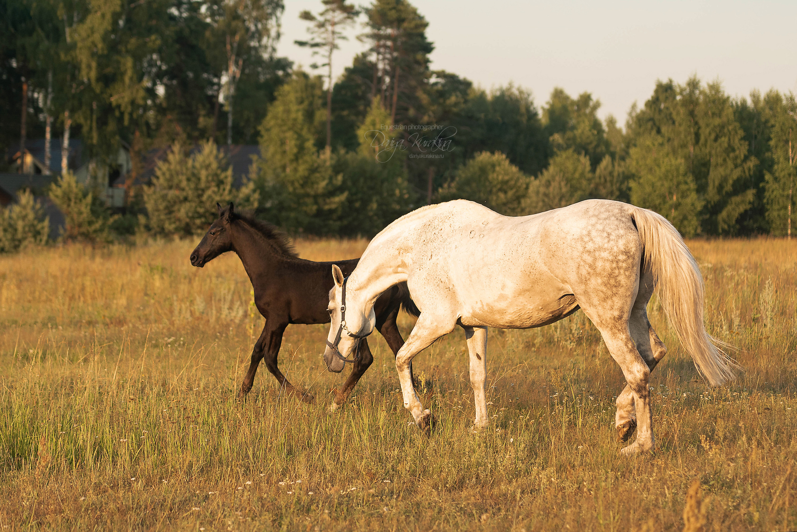 Маруся и Пилигрим. Конный фотограф Куракина Дарья • Фотосессии с лошадьми