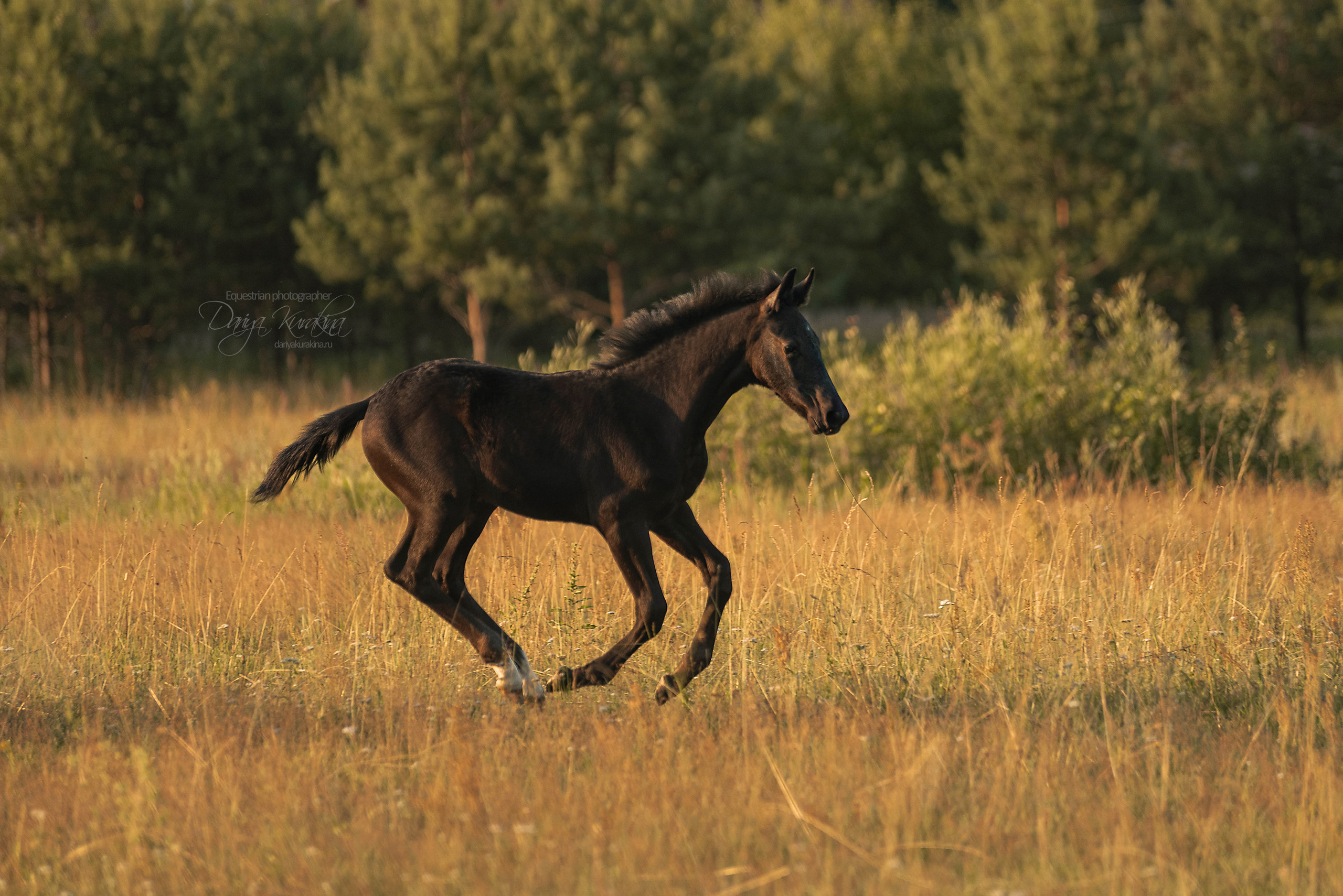 Маруся и Пилигрим. Конный фотограф Куракина Дарья • Фотосессии с лошадьми
