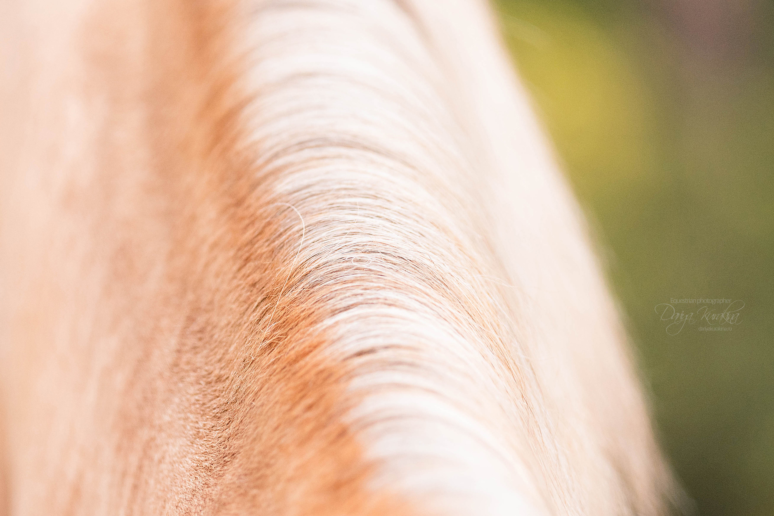 Силя и Лёля. Конный фотограф Куракина Дарья • Фотосессии с лошадьми