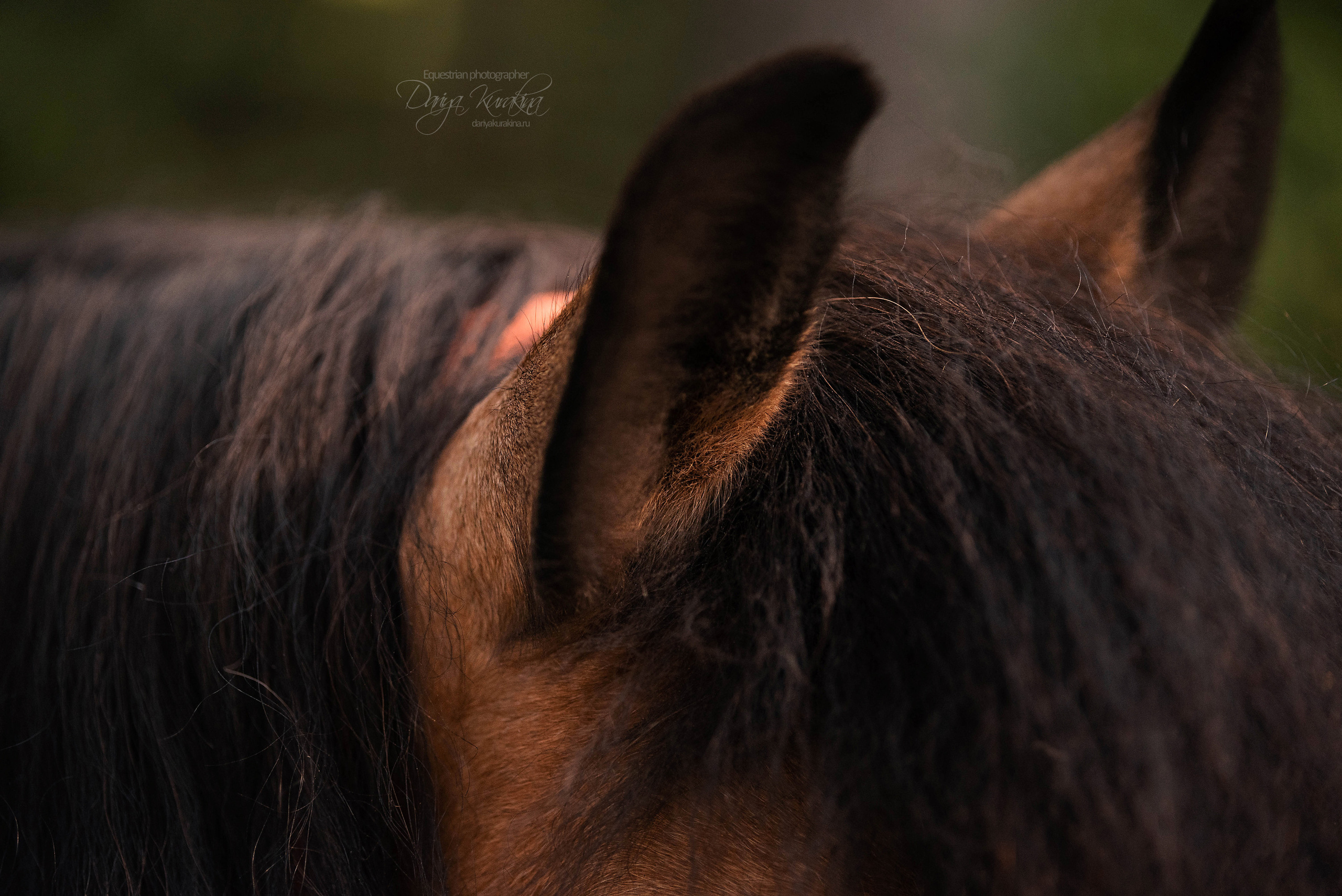Силя и Лёля. Конный фотограф Куракина Дарья • Фотосессии с лошадьми