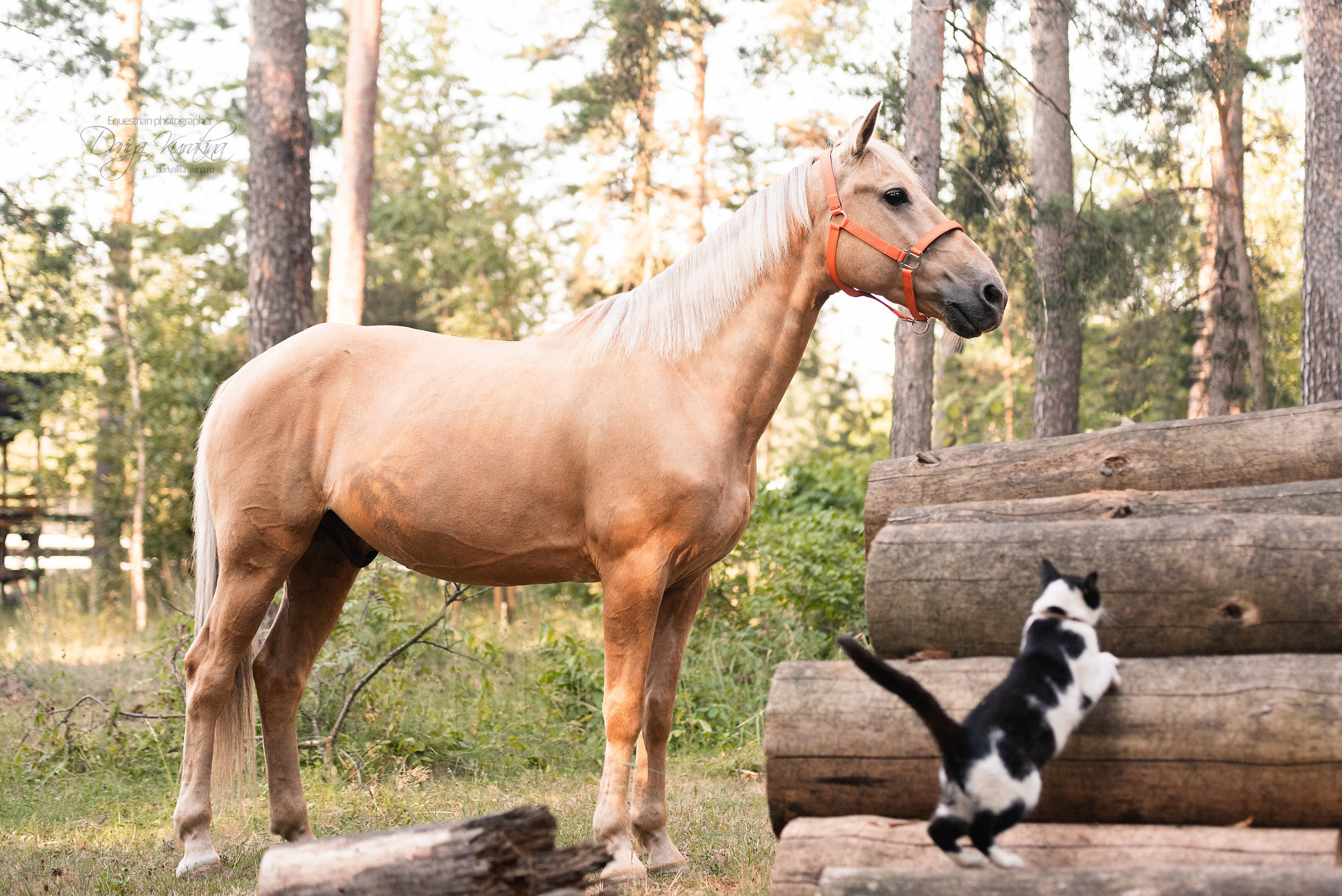 Силя и Лёля. Конный фотограф Куракина Дарья • Фотосессии с лошадьми
