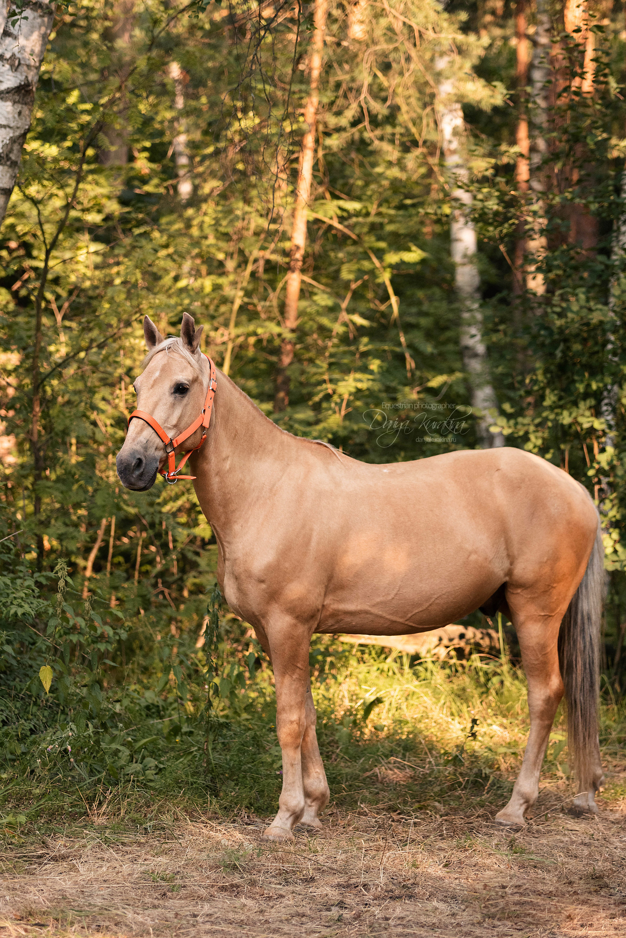 Силя и Лёля. Конный фотограф Куракина Дарья • Фотосессии с лошадьми