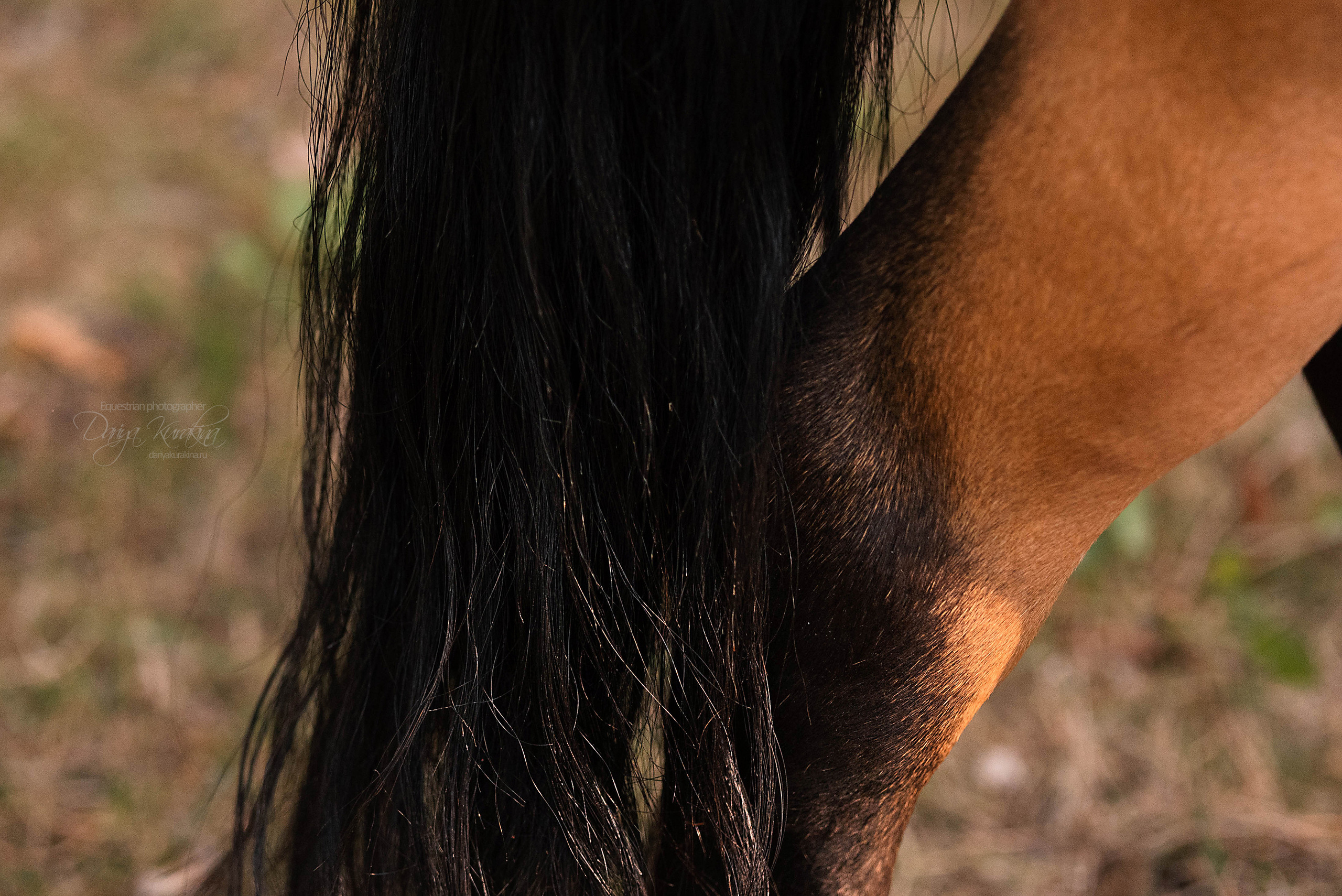 Силя и Лёля. Конный фотограф Куракина Дарья • Фотосессии с лошадьми