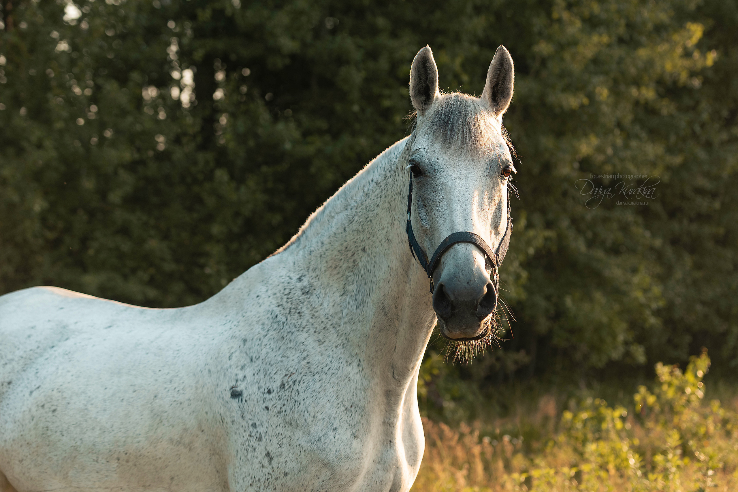 Маруся и Пилигрим. Конный фотограф Куракина Дарья • Фотосессии с лошадьми
