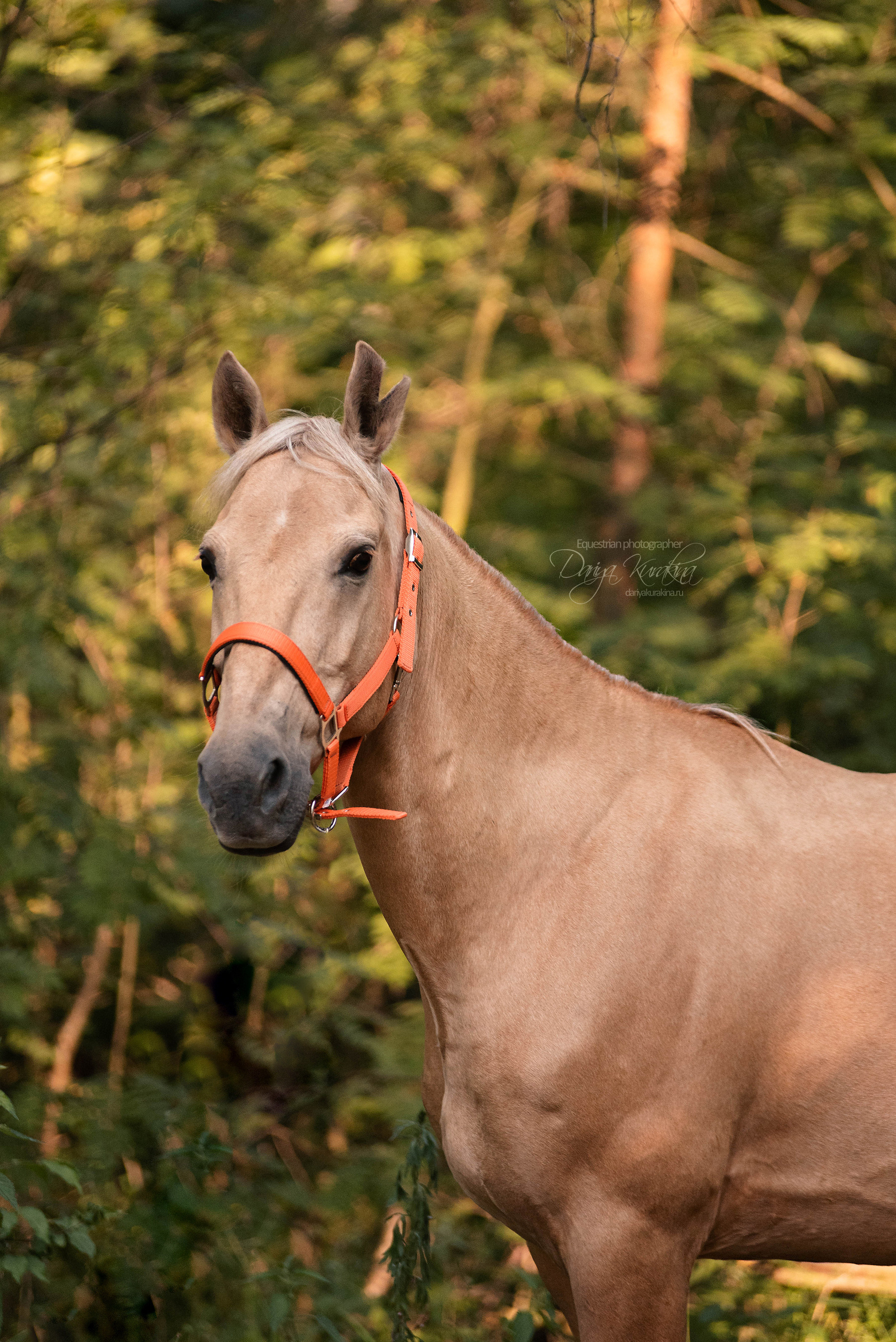 Силя и Лёля. Конный фотограф Куракина Дарья • Фотосессии с лошадьми