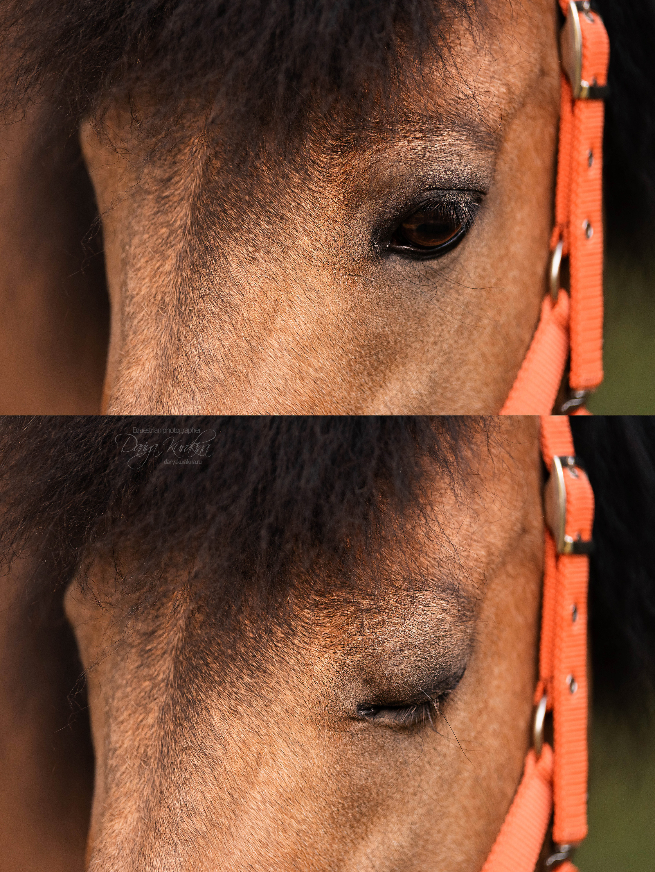 Силя и Лёля. Конный фотограф Куракина Дарья • Фотосессии с лошадьми