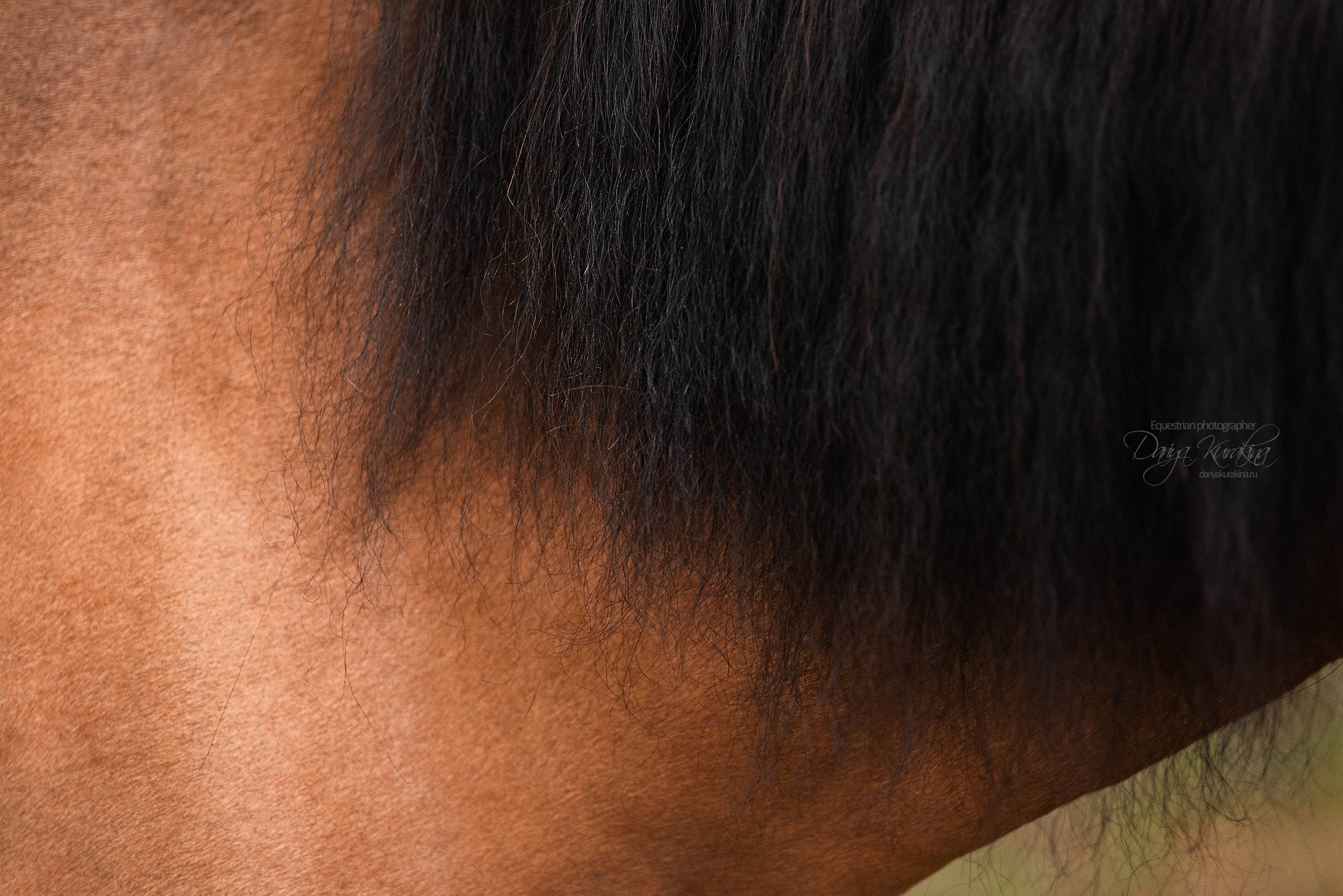 Силя и Лёля. Конный фотограф Куракина Дарья • Фотосессии с лошадьми