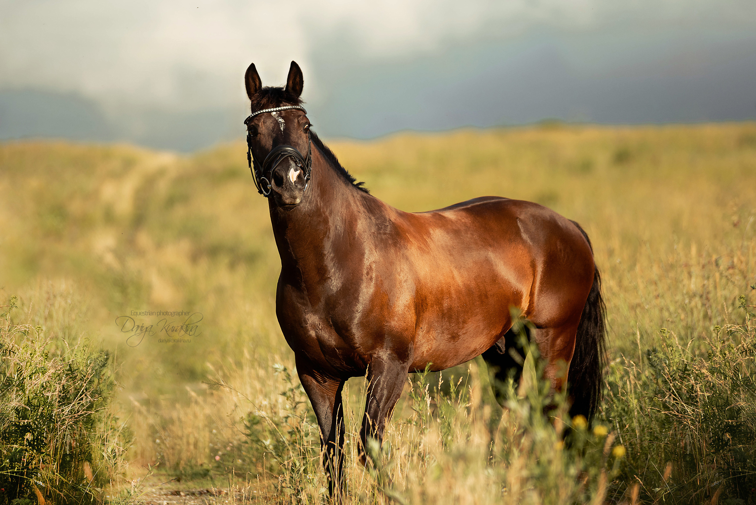 Конь-огонь в поле с семьёй. Конный фотограф Куракина Дарья • Фотосессии с лошадьми