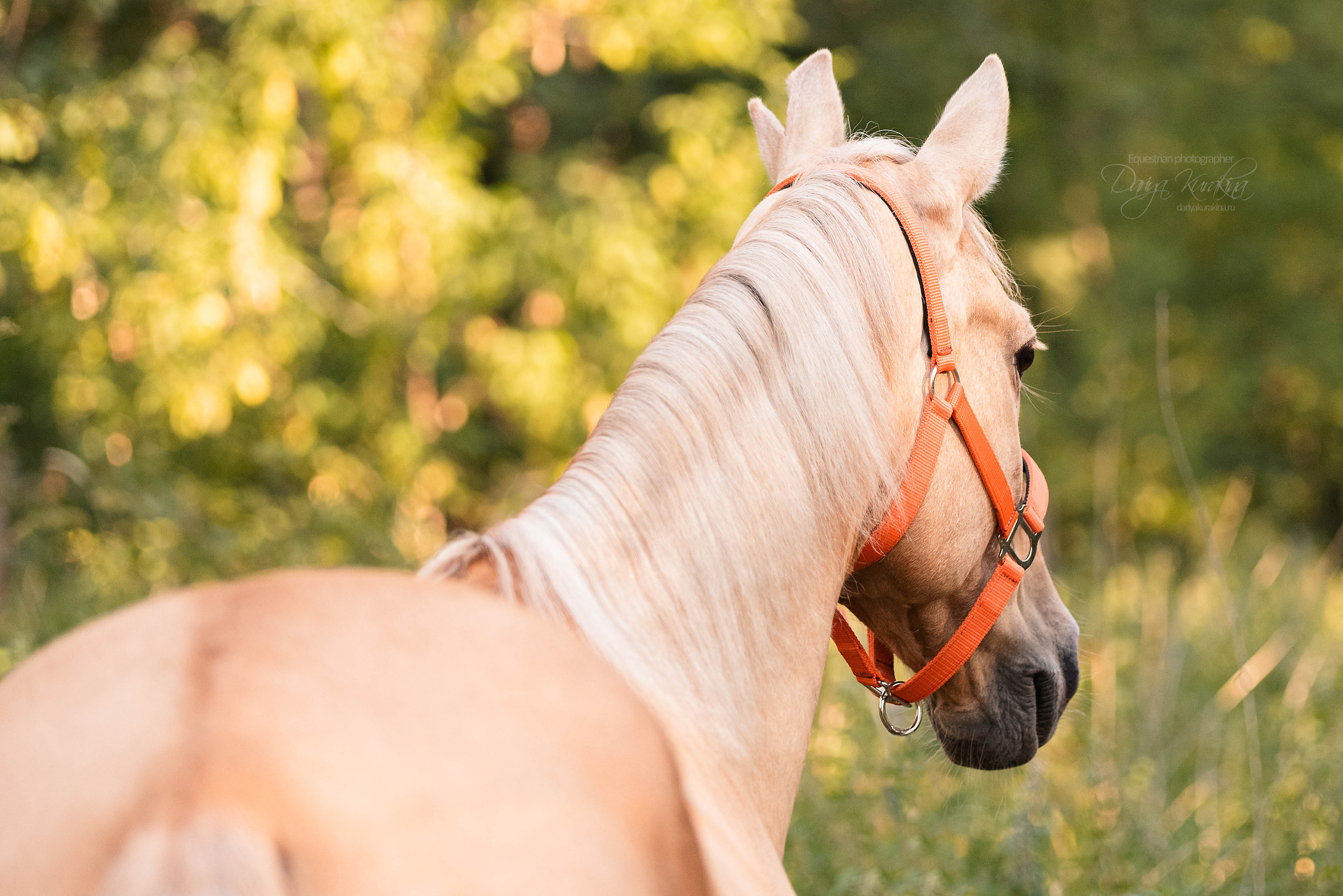 Силя и Лёля. Конный фотограф Куракина Дарья • Фотосессии с лошадьми