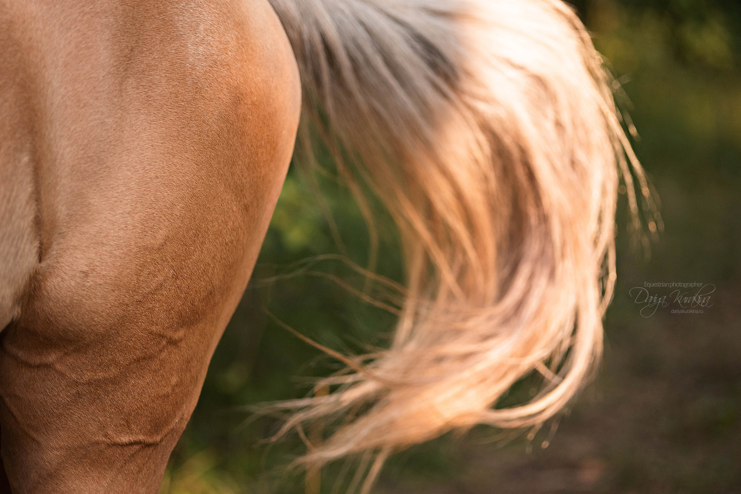 Силя и Лёля. Конный фотограф Куракина Дарья • Фотосессии с лошадьми