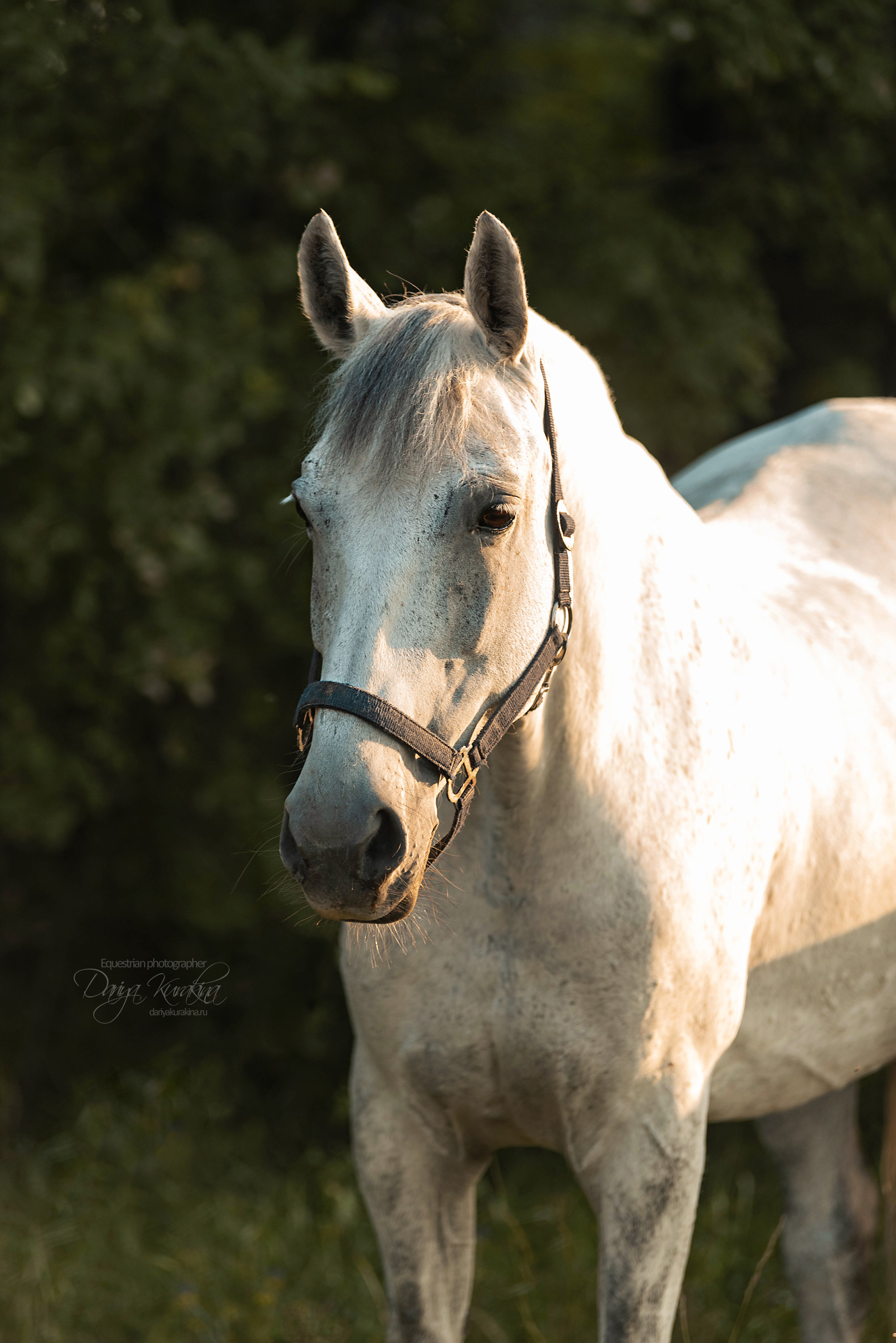 Маруся и Пилигрим. Конный фотограф Куракина Дарья • Фотосессии с лошадьми