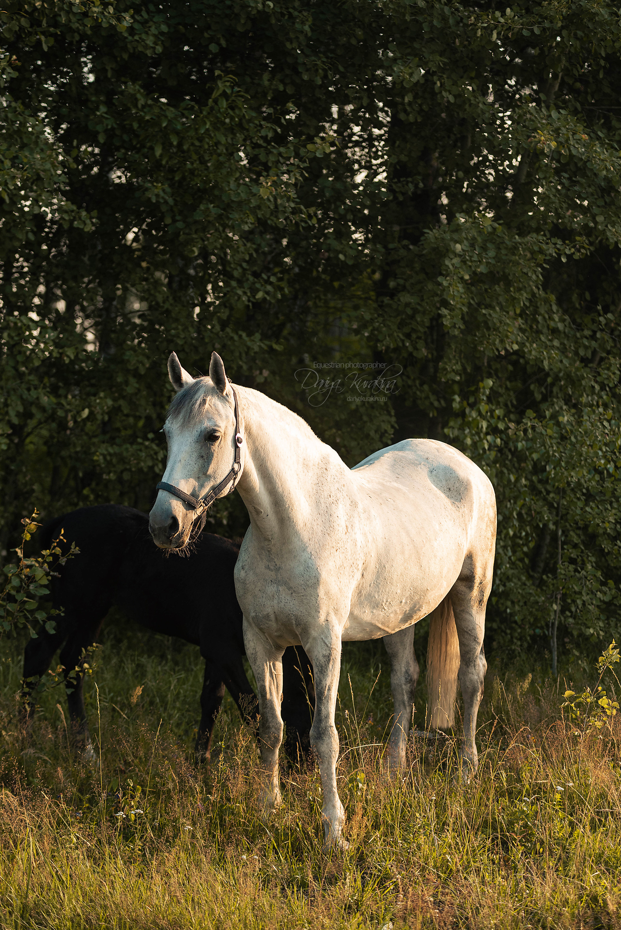 Маруся и Пилигрим. Конный фотограф Куракина Дарья • Фотосессии с лошадьми