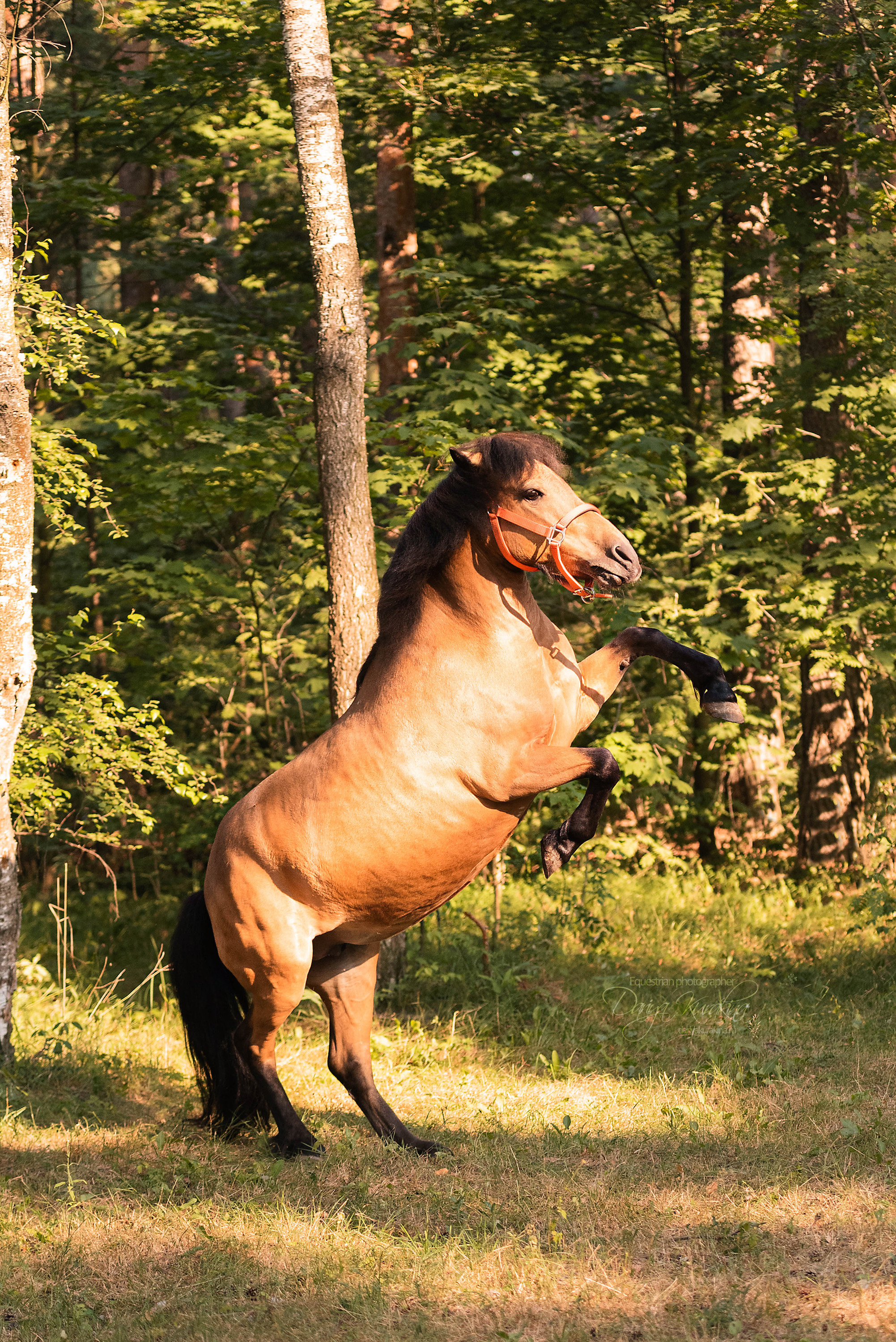 Силя и Лёля. Конный фотограф Куракина Дарья • Фотосессии с лошадьми
