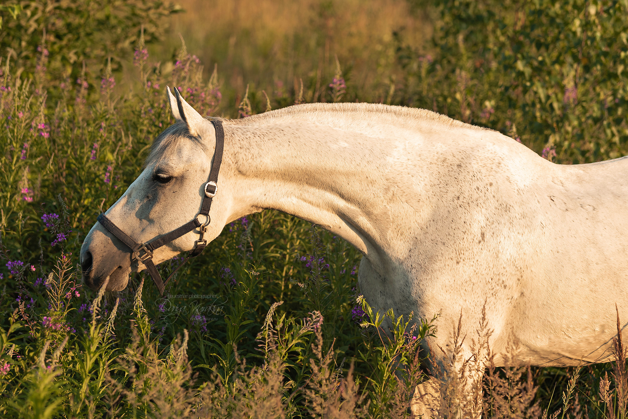 Маруся и Пилигрим. Конный фотограф Куракина Дарья • Фотосессии с лошадьми