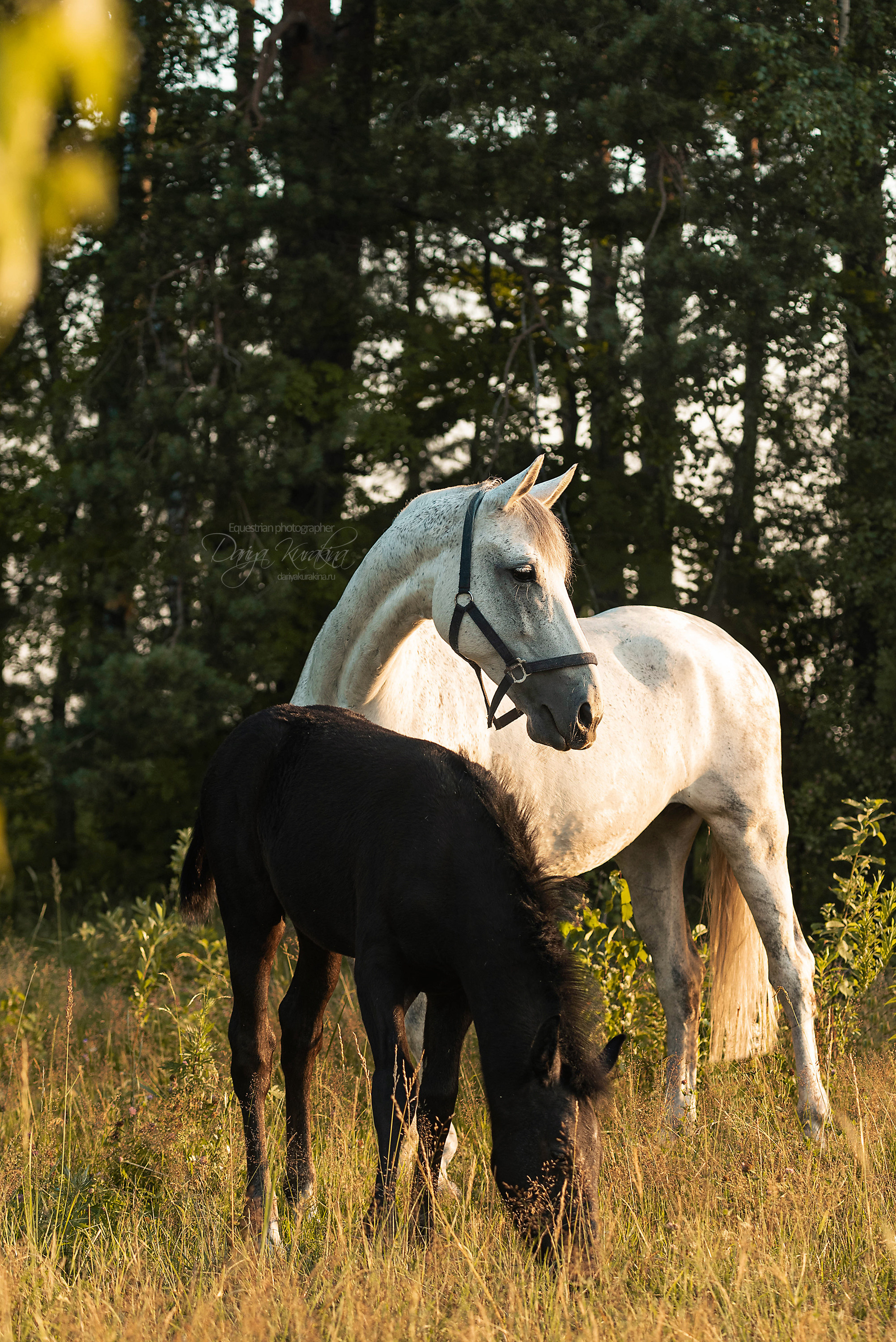 Маруся и Пилигрим. Конный фотограф Куракина Дарья • Фотосессии с лошадьми
