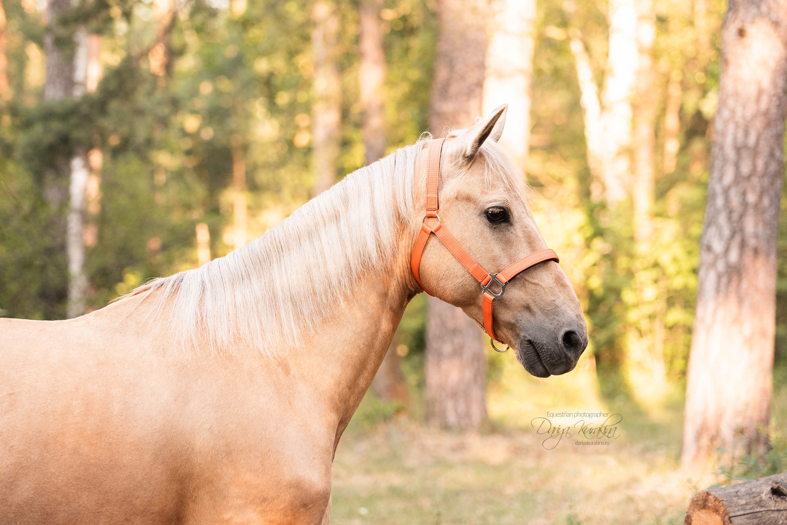 Силя и Лёля. Конный фотограф Куракина Дарья • Фотосессии с лошадьми