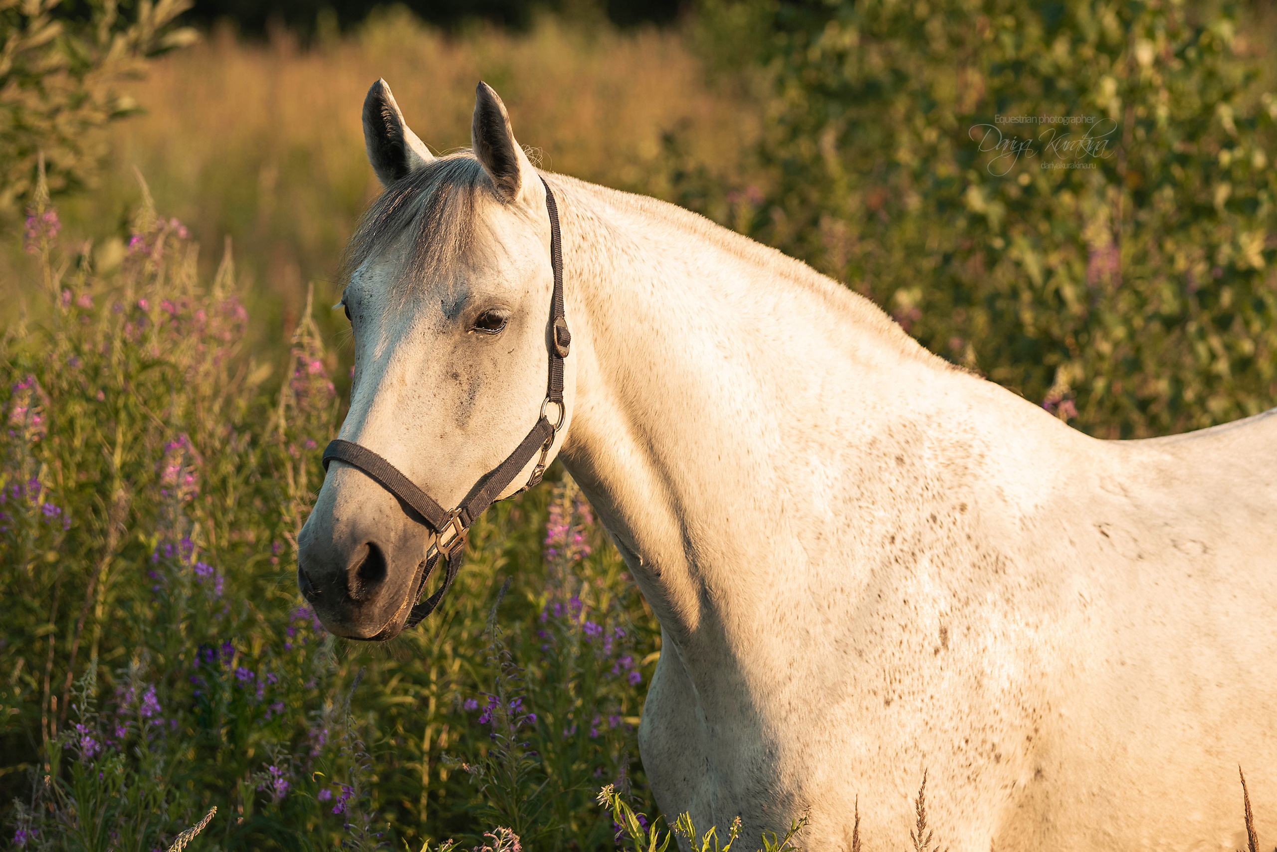 Маруся и Пилигрим. Конный фотограф Куракина Дарья • Фотосессии с лошадьми