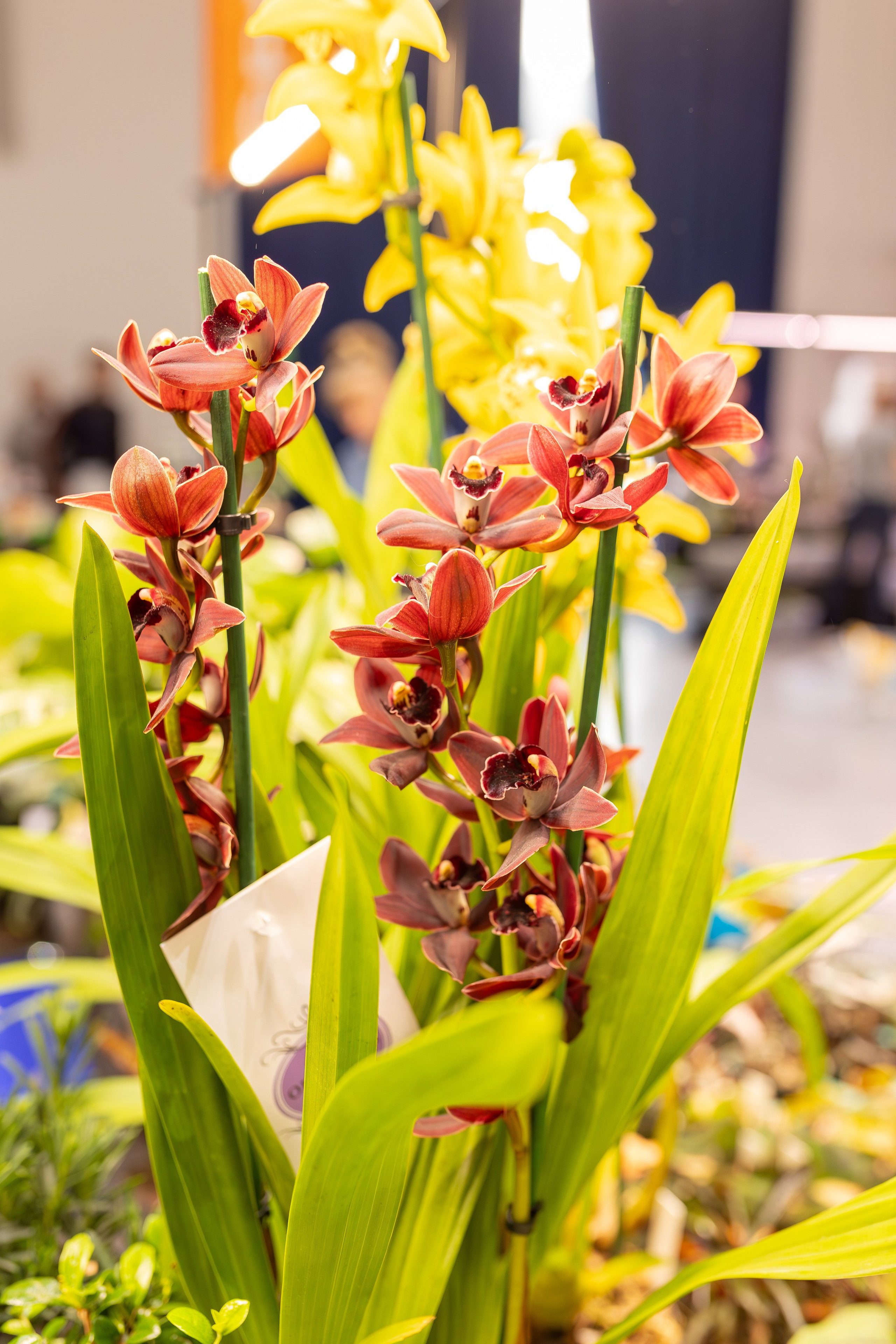 Монстериум апрель 2026. Александра Куликова фотограф, Москва