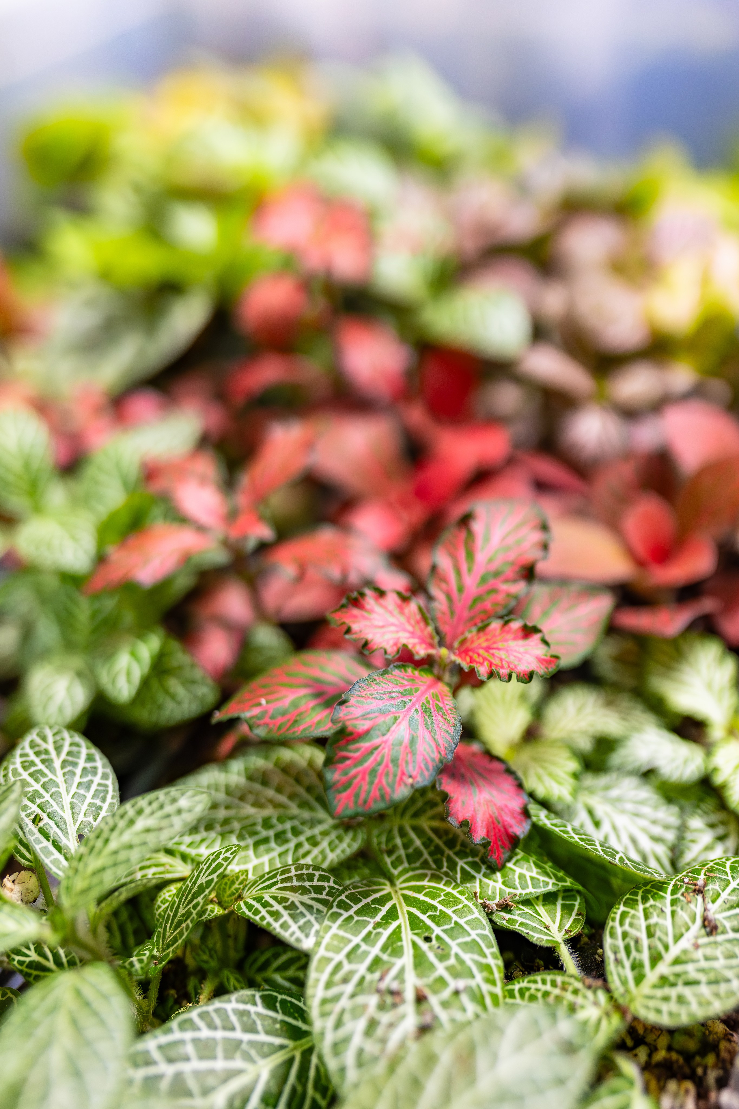 Орхидиум сентябрь 2025. Александра Куликова фотограф, Москва