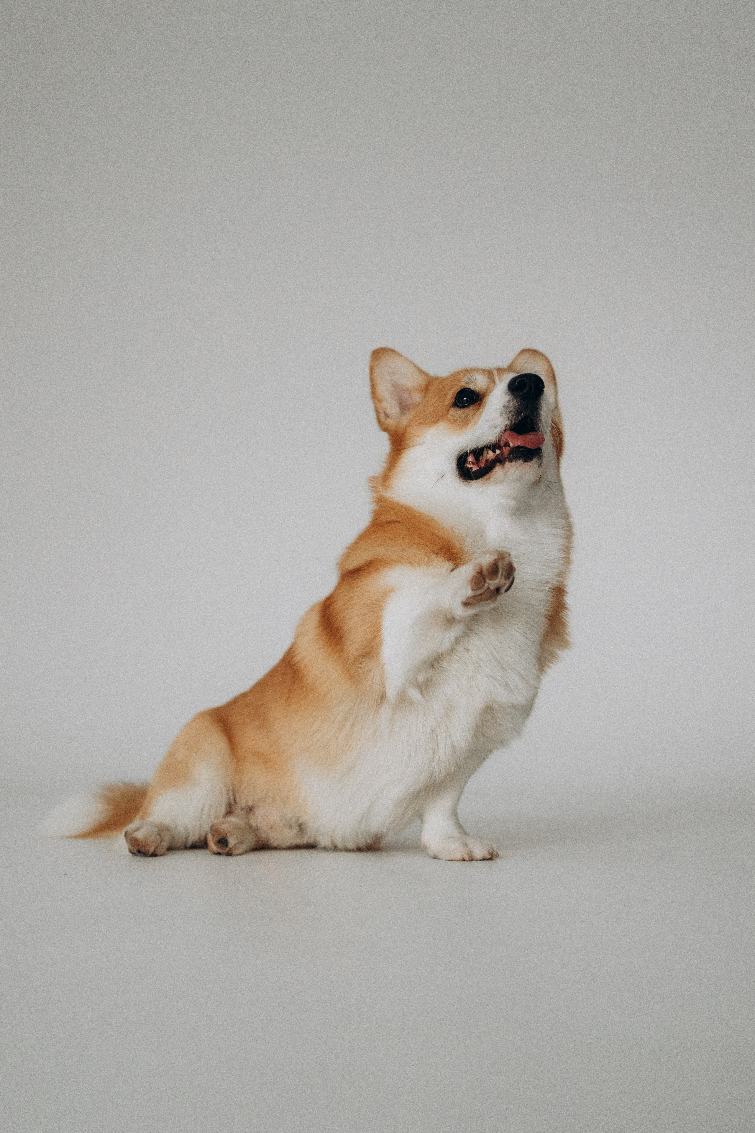Зевс и его семья. Фотораф — анималист Мария Шистка