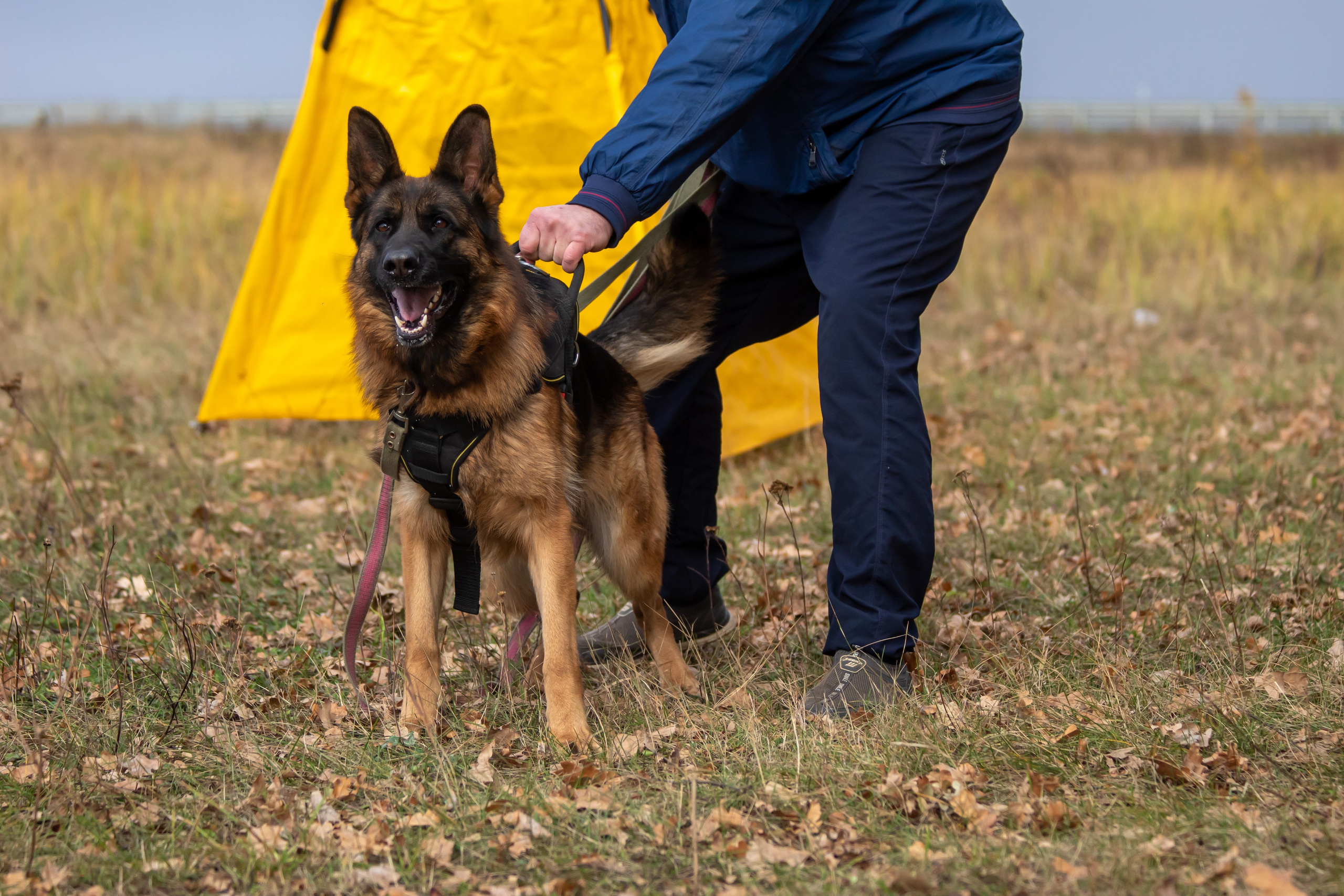 Тренинг защитного раздела. Фотограф анималист — Тула, Москва