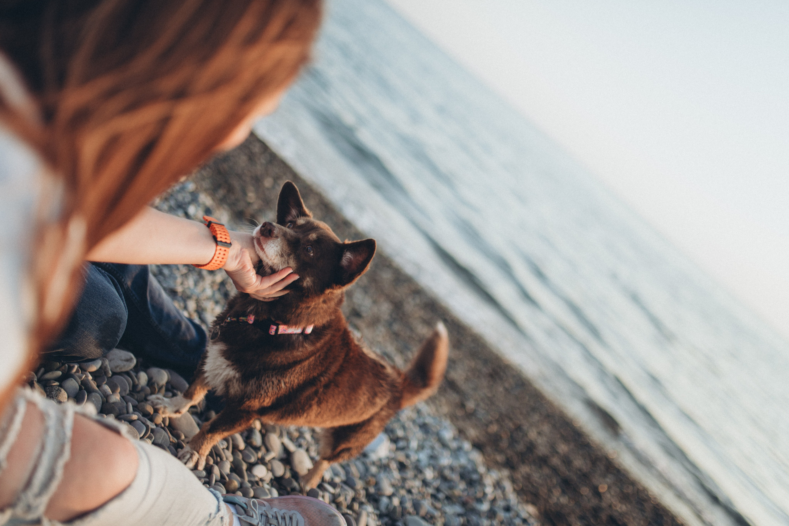 🐕 Катя и Дима 🐕. Фотограф в Сочи — Маргарита Поганова