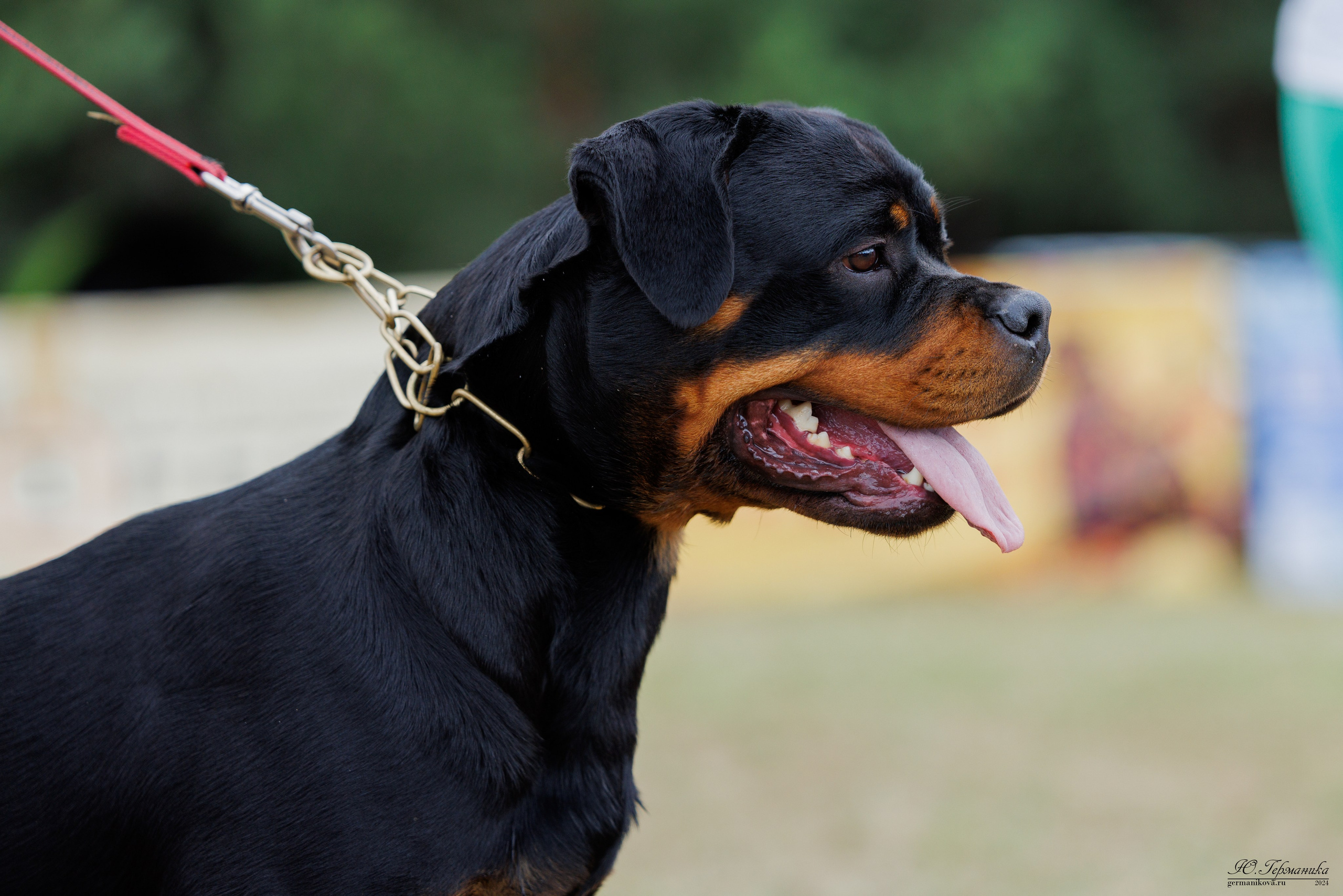 ПК и КЧК ротвейлеры Тверь 6-7.07.2024. Фотограф-анималист Юлия Германика