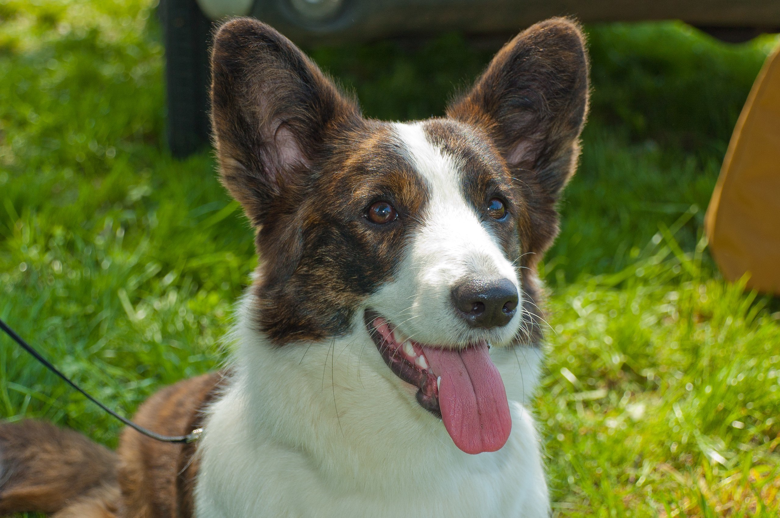 Corgi Na Volge Ariel ЭЛЯ. Ice Fantasy kennel: professional breeding of Siberian huskies and wels