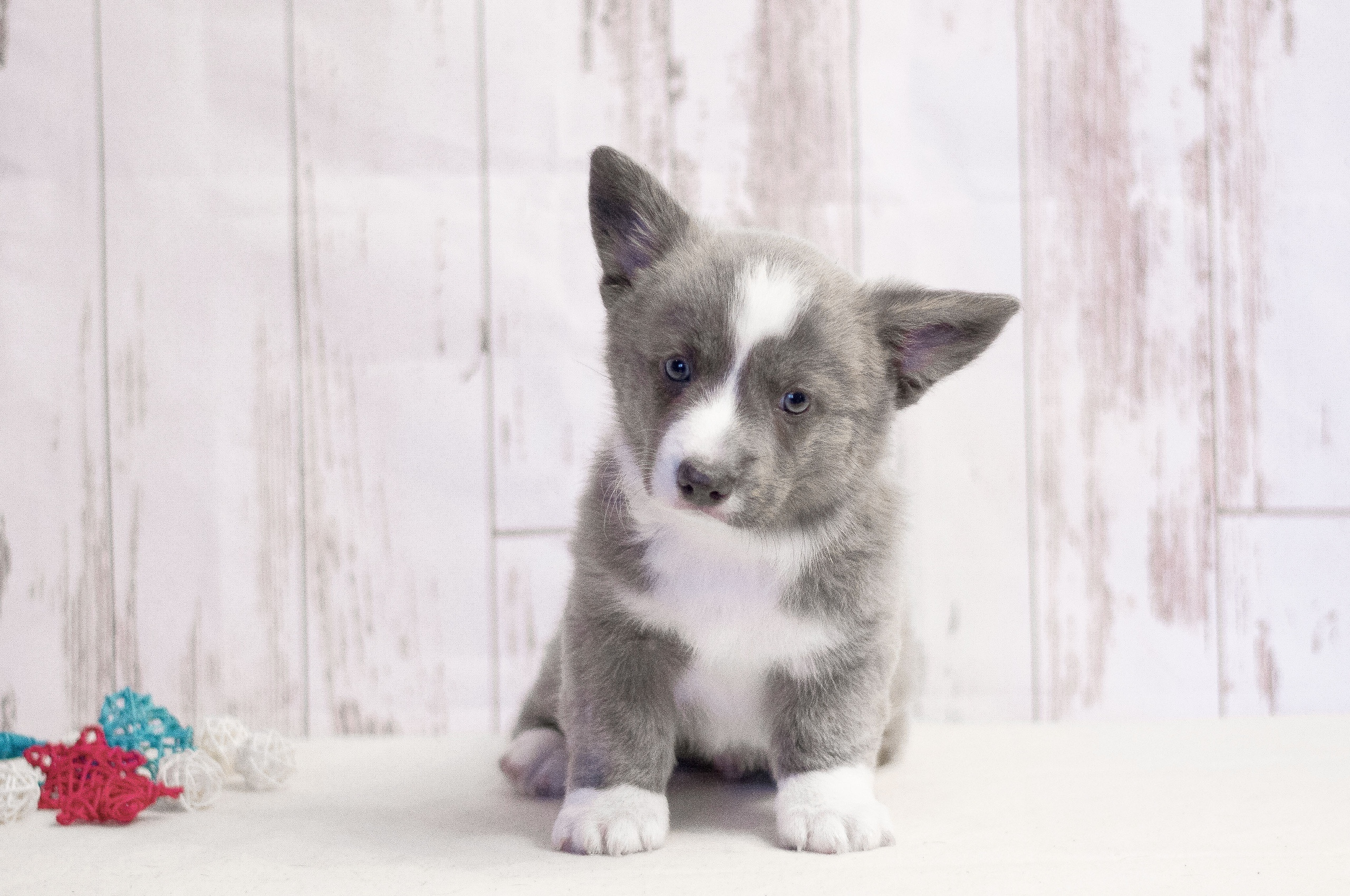 Племенная книга питомника Ice Fantasy. Купить щенка Вельш-корги-кардиган в семейном питомнике — Ice Fantasy