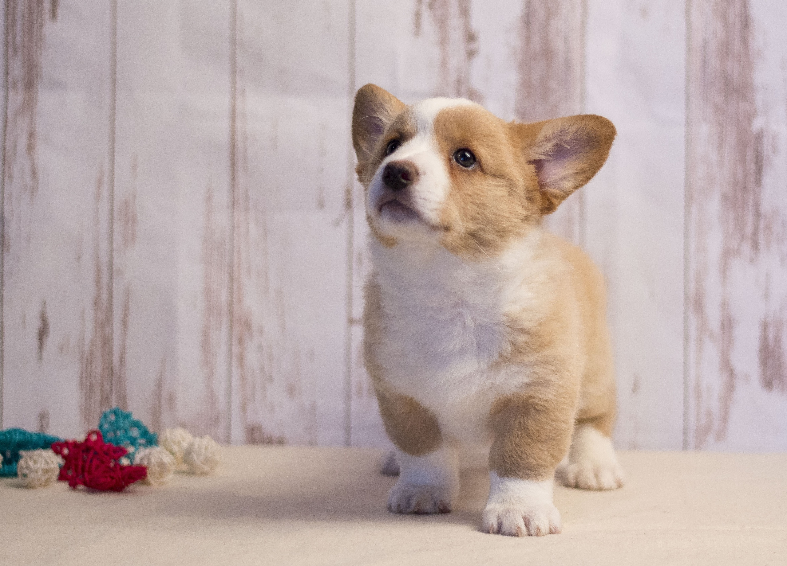 Племенная книга питомника Ice Fantasy. Купить щенка Вельш-корги-кардиган в семейном питомнике — Ice Fantasy