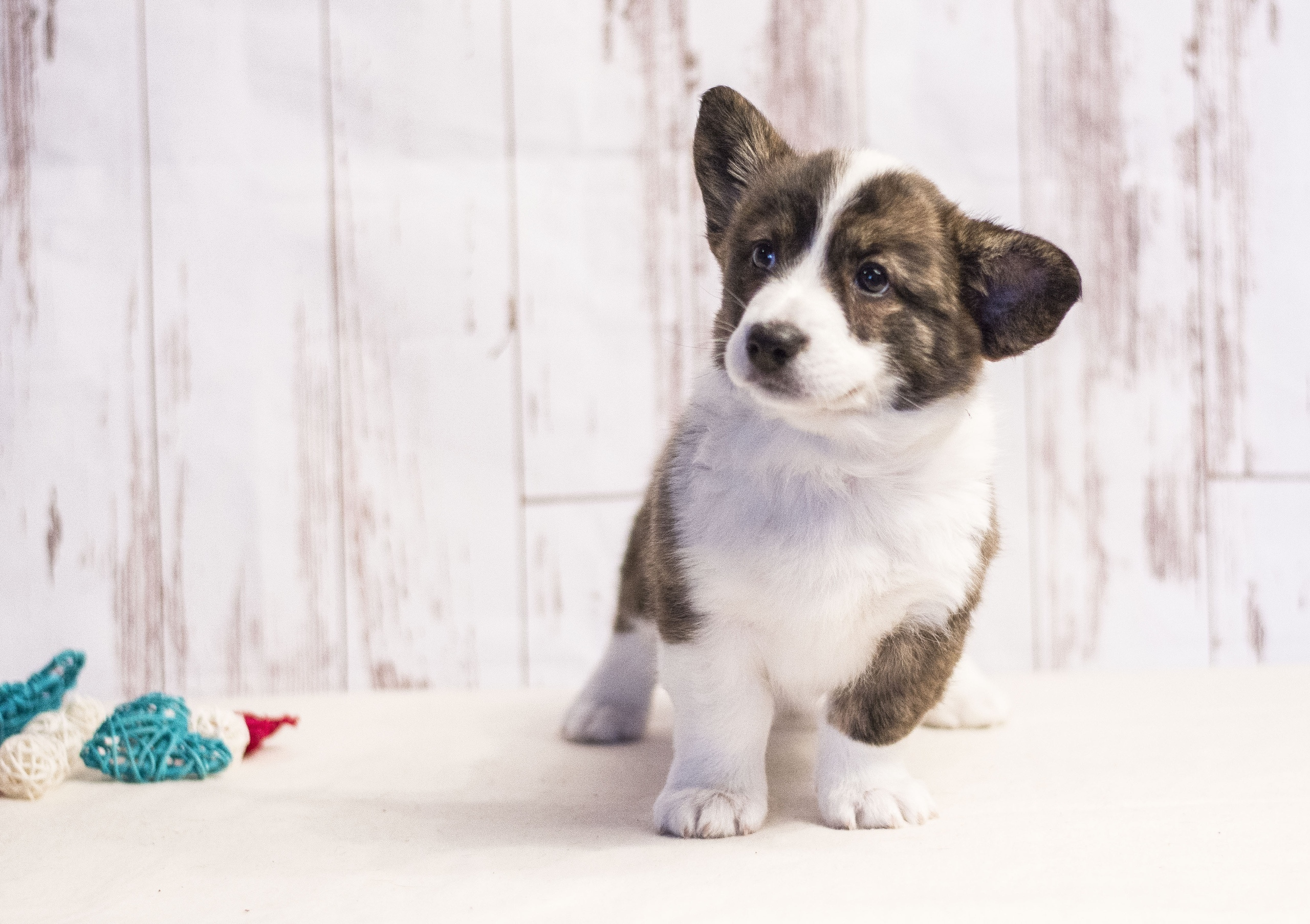 Племенная книга питомника Ice Fantasy. Купить щенка Вельш-корги-кардиган в семейном питомнике — Ice Fantasy