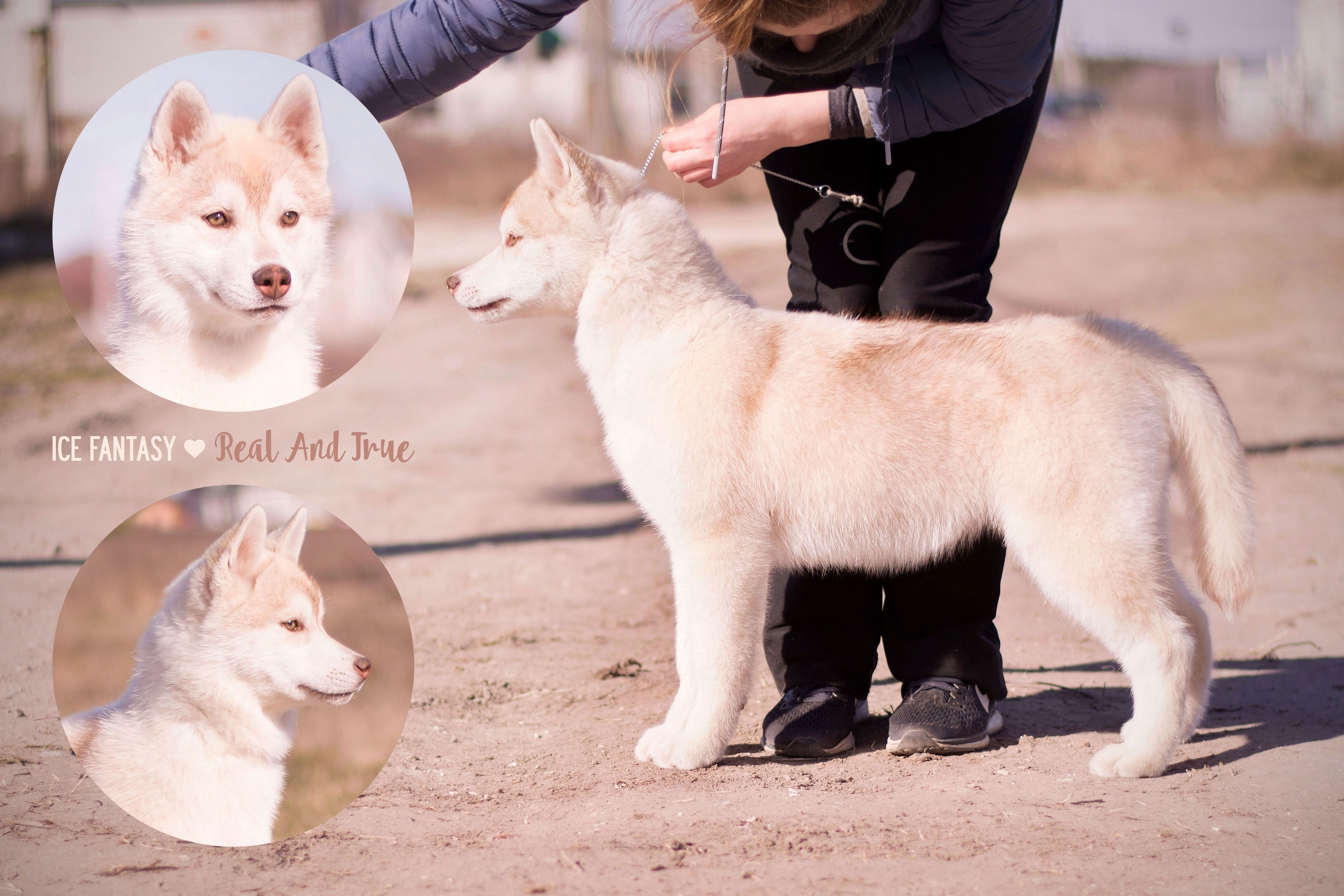 Племенная книга питомника Ice Fantasy. Купить щенка Вельш-корги-кардиган в семейном питомнике — Ice Fantasy