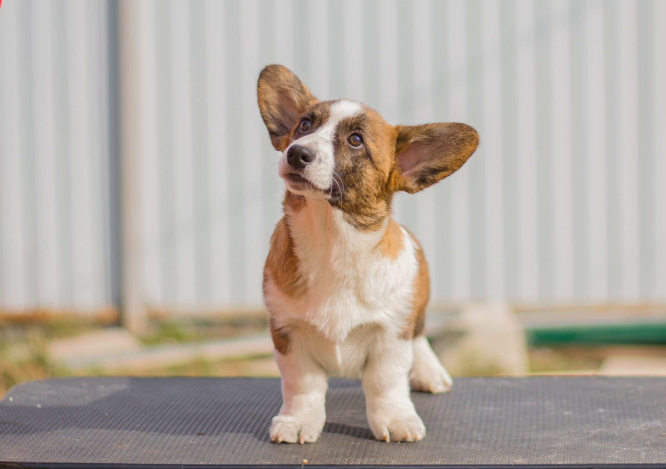 Племенная книга питомника Ice Fantasy. Купить щенка Вельш-корги-кардиган в семейном питомнике — Ice Fantasy