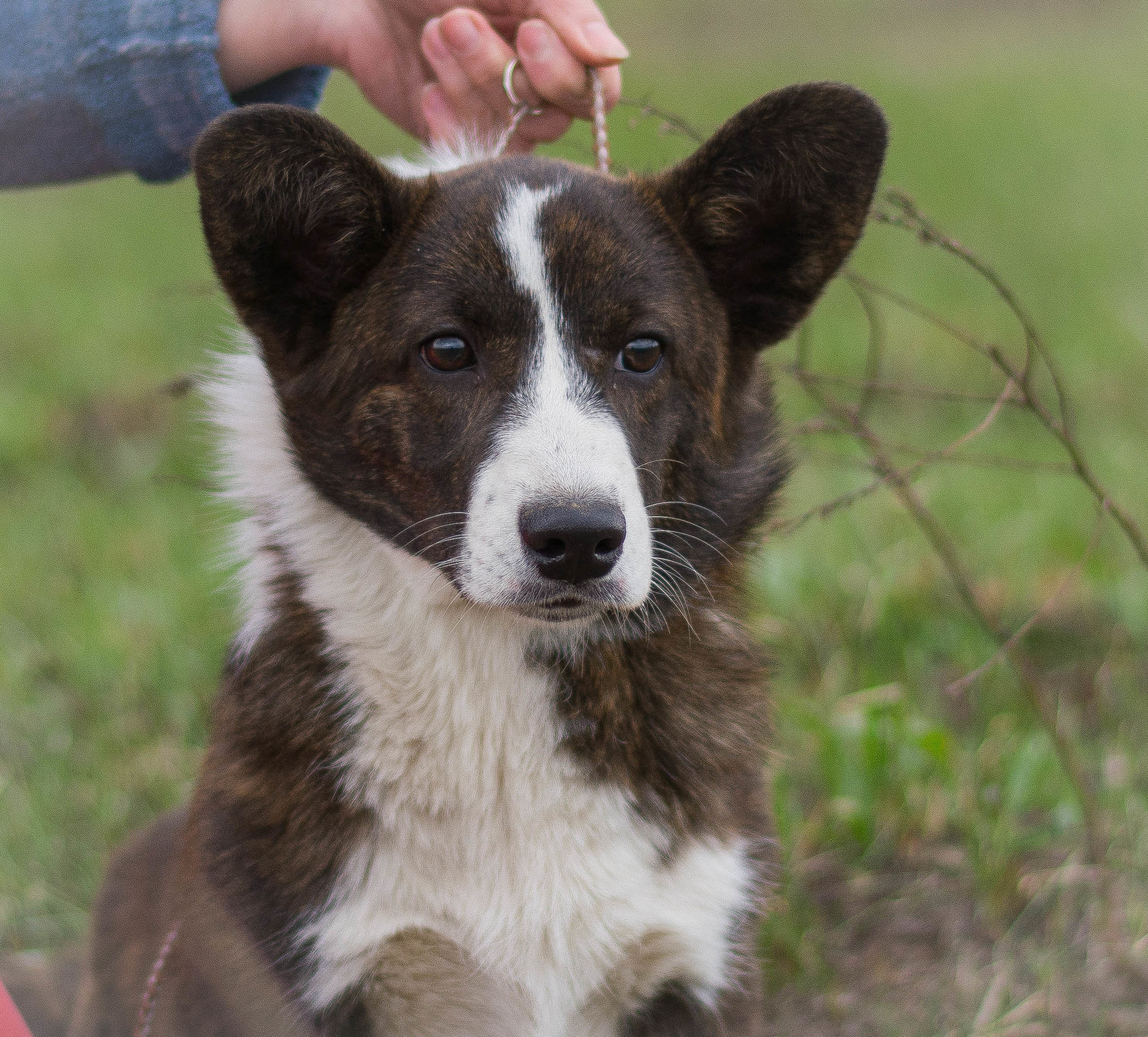 Племенная книга питомника Ice Fantasy. Купить щенка Вельш-корги-кардиган в семейном питомнике — Ice Fantasy