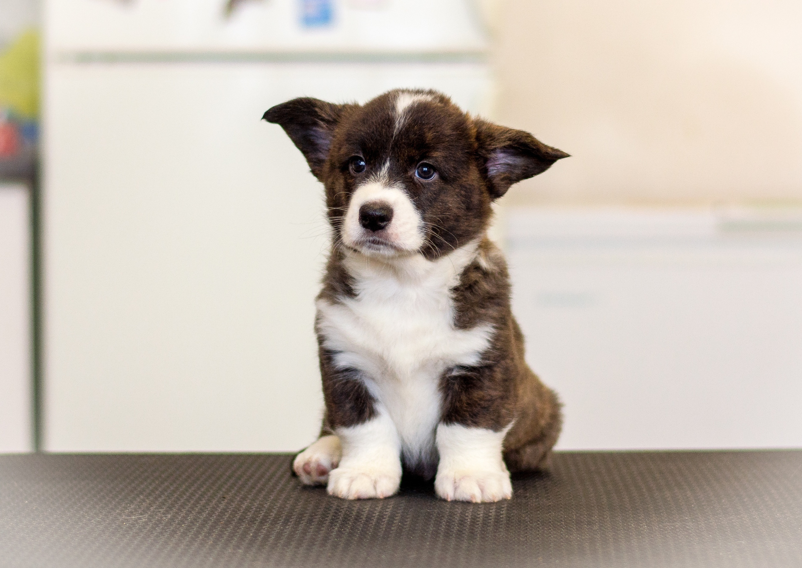 Племенная книга питомника Ice Fantasy. Купить щенка Вельш-корги-кардиган в семейном питомнике — Ice Fantasy