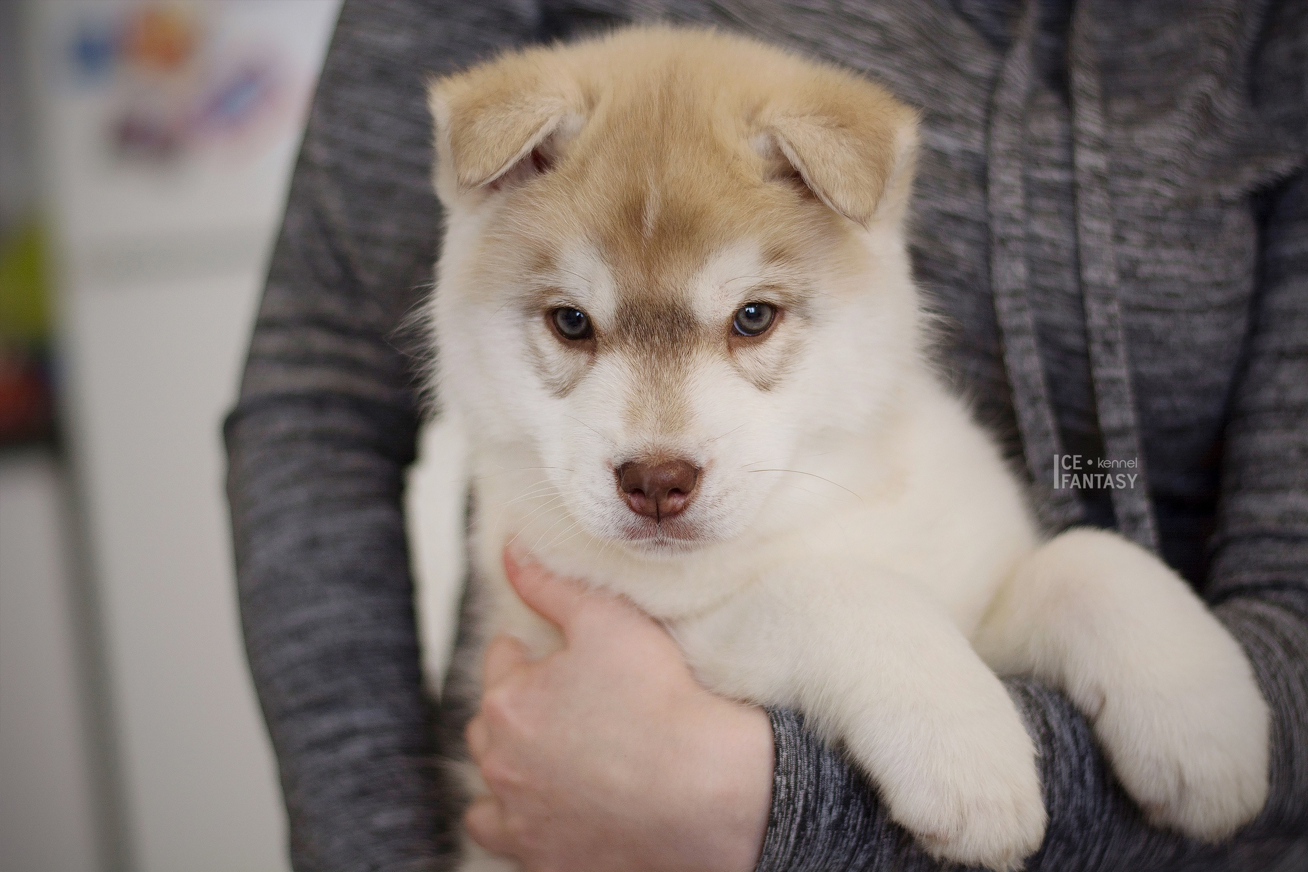 Племенная книга питомника Ice Fantasy. Купить щенка Вельш-корги-кардиган в семейном питомнике — Ice Fantasy