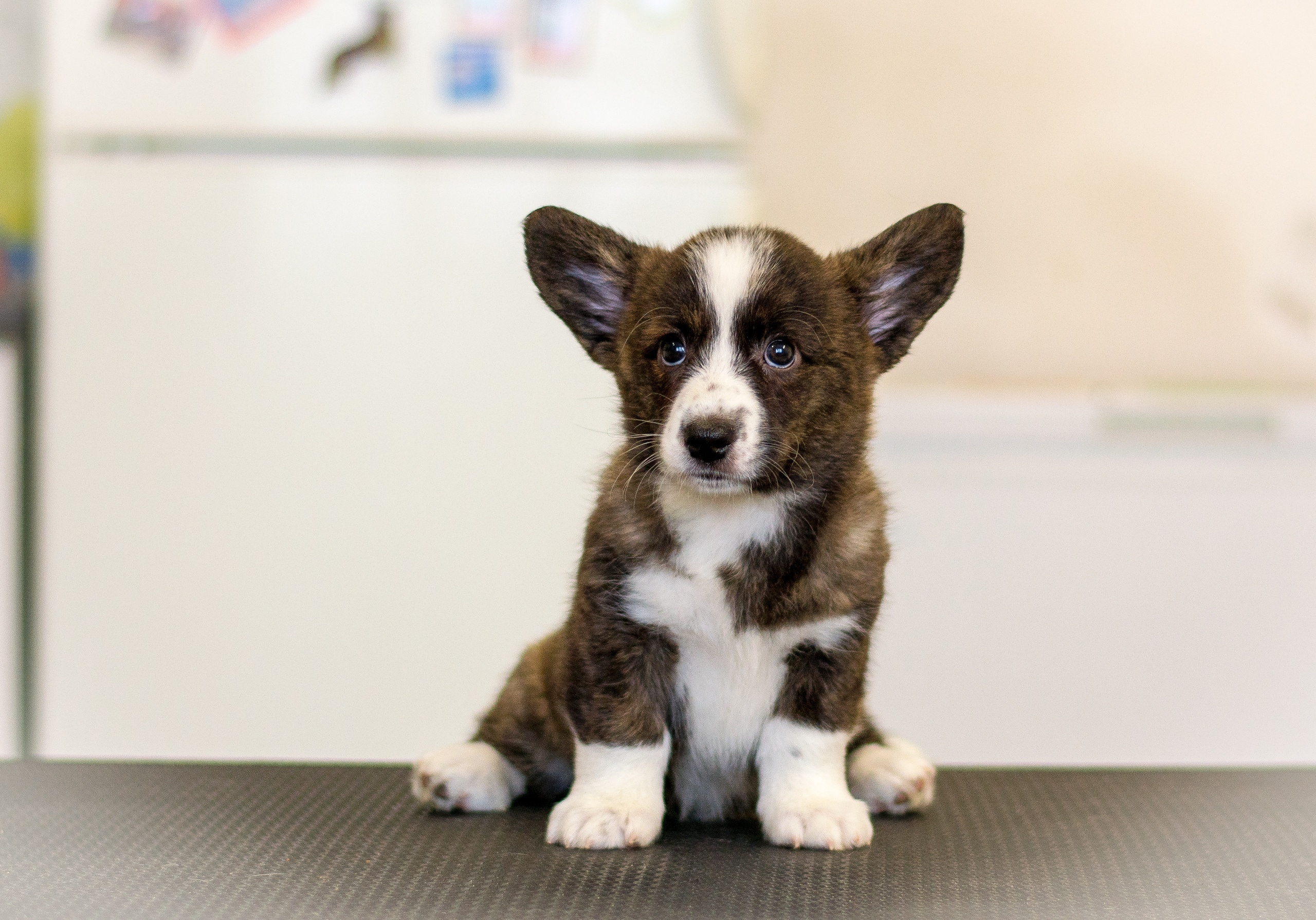 Племенная книга питомника Ice Fantasy. Купить щенка Вельш-корги-кардиган в семейном питомнике — Ice Fantasy