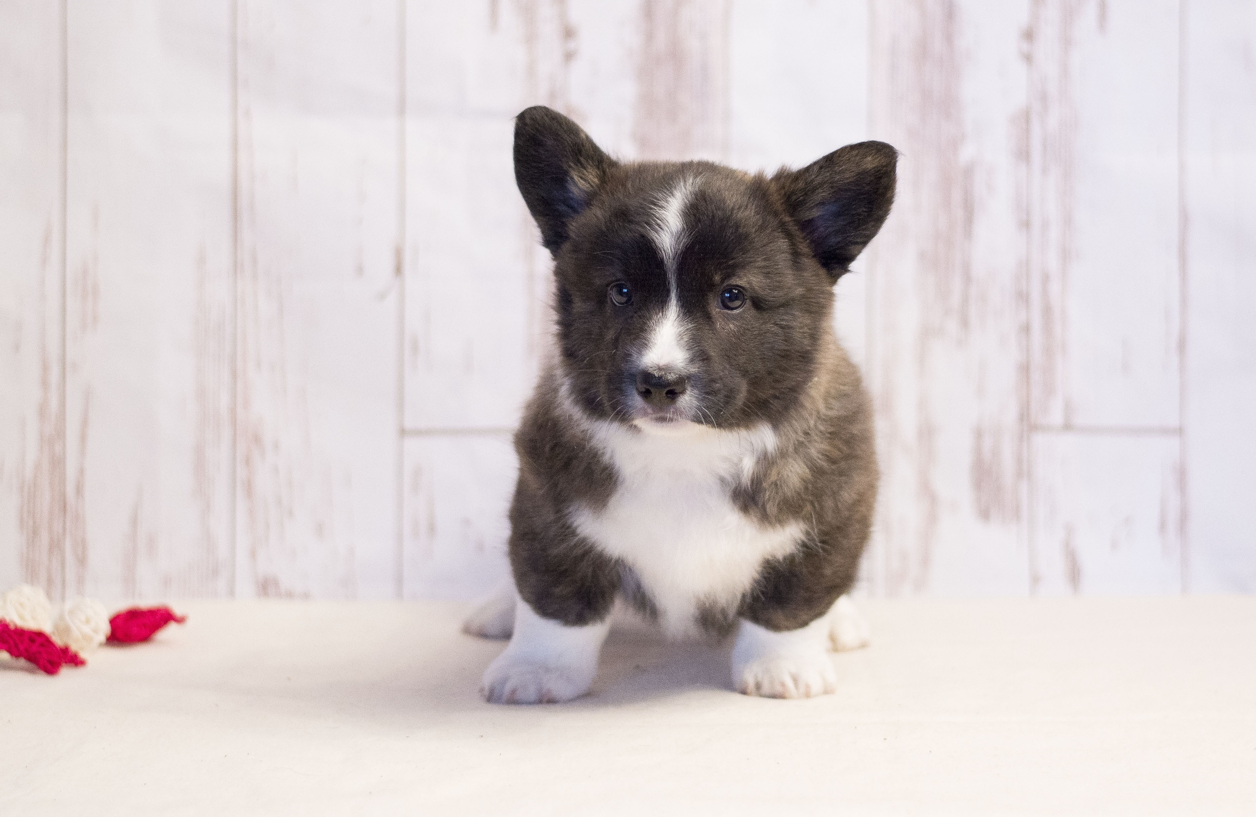 Племенная книга питомника Ice Fantasy. Купить щенка Вельш-корги-кардиган в семейном питомнике — Ice Fantasy