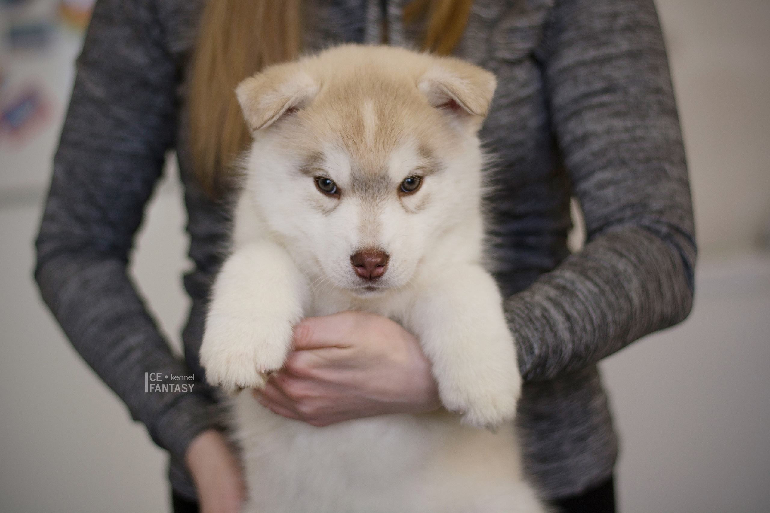 Племенная книга питомника Ice Fantasy. Купить щенка Вельш-корги-кардиган в семейном питомнике — Ice Fantasy