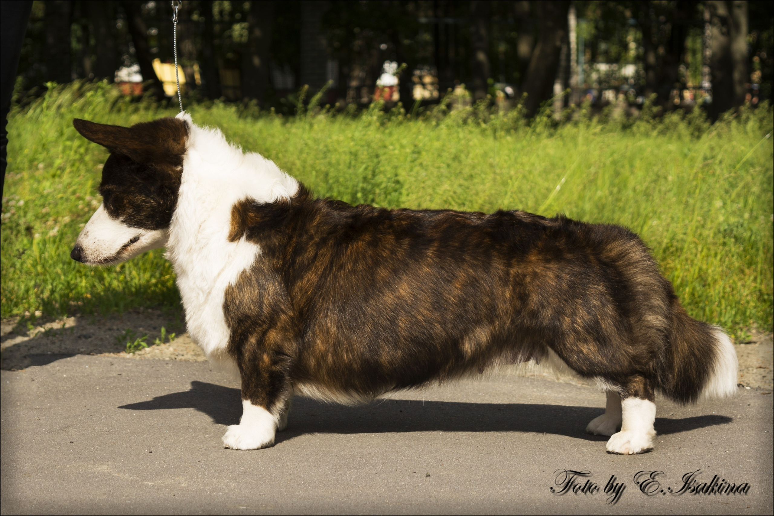 Corgi Na Volge Ariel ЭЛЯ. Ice Fantasy kennel: professional breeding of Siberian huskies and wels