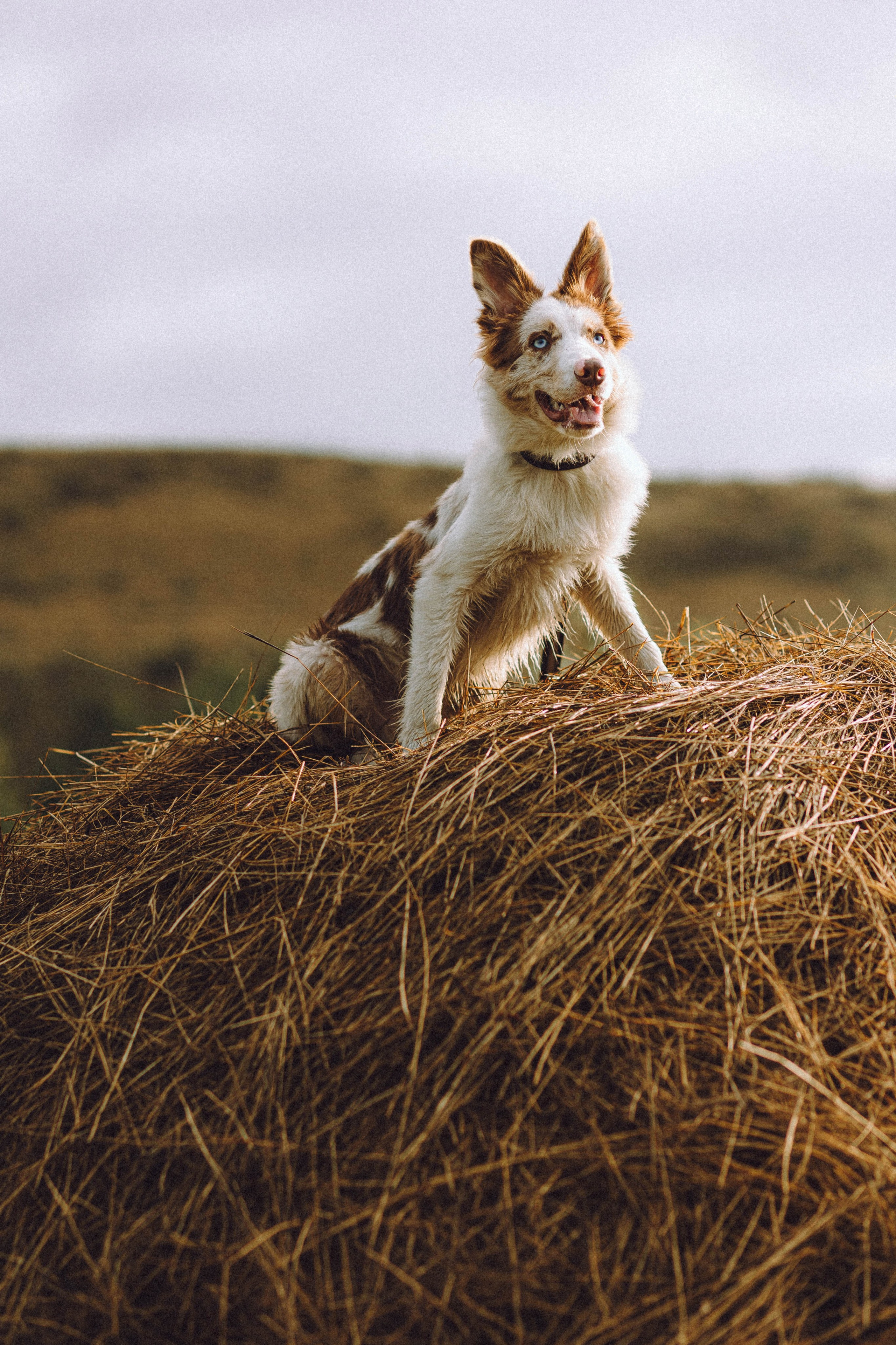 Оля, Саша и Айко