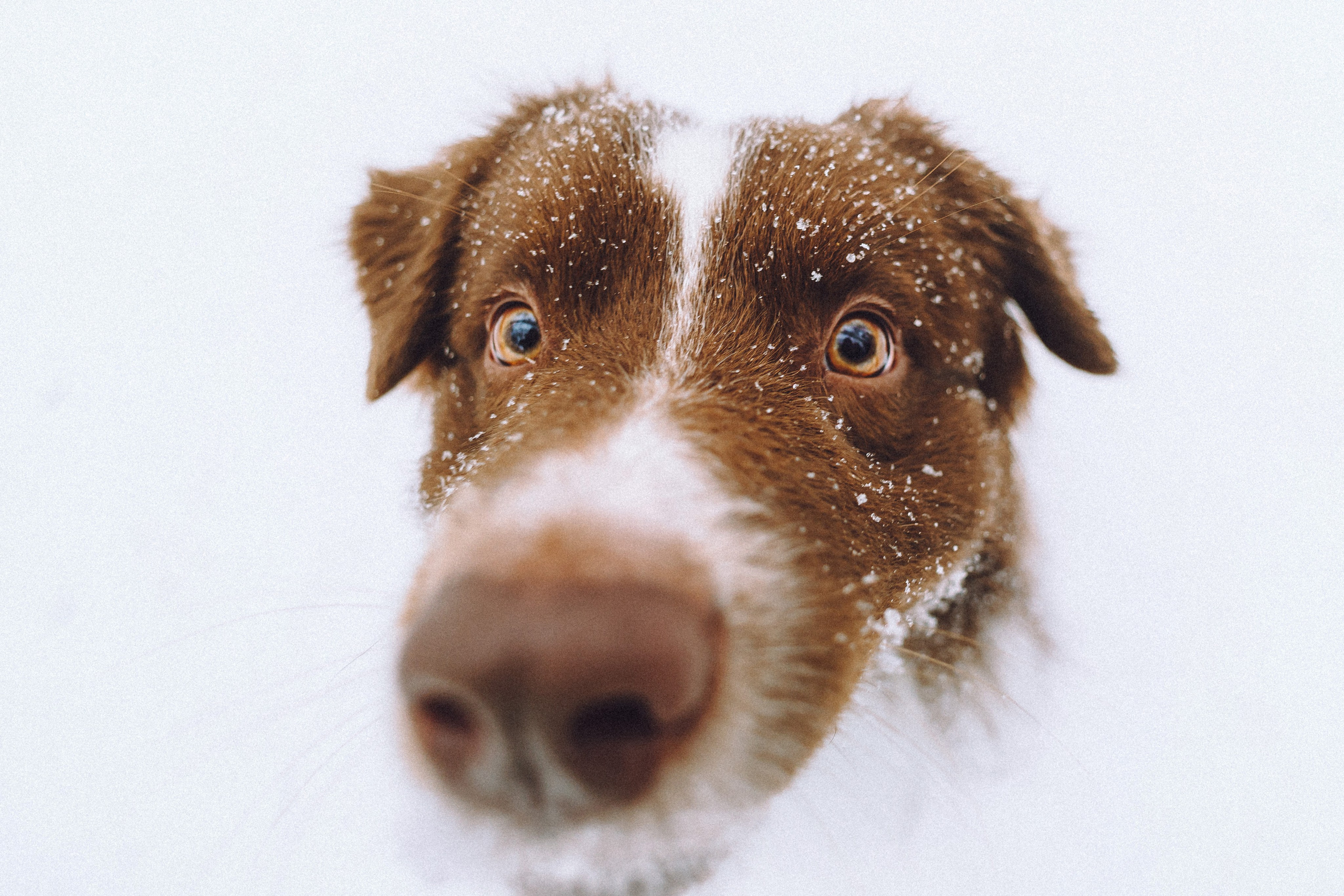 Лена, Принц и Фенек