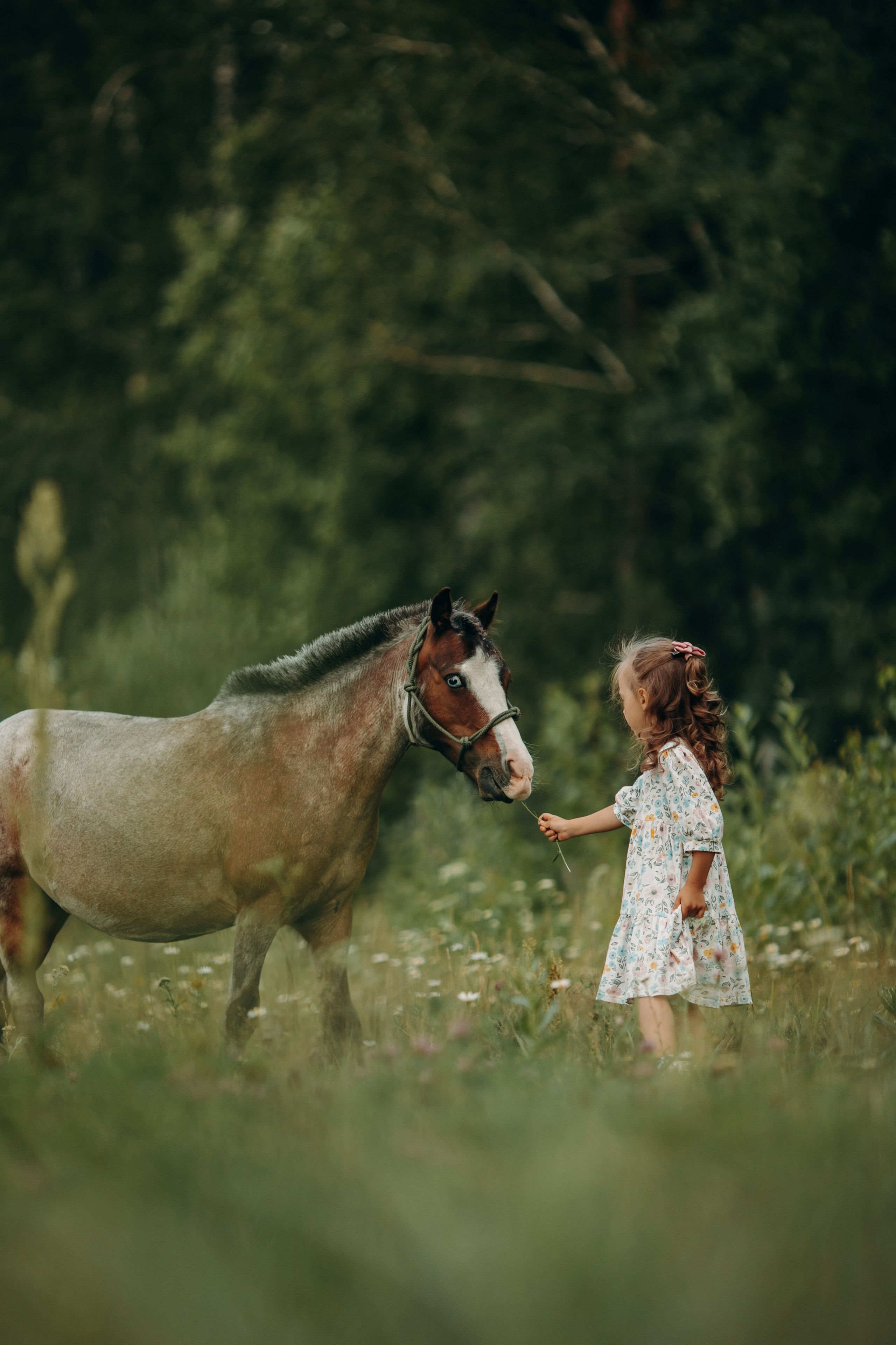 Малышка Вика. Анна Молчанова конный фотограф в Тюмени | фотосессии с лошадьми Тюмень