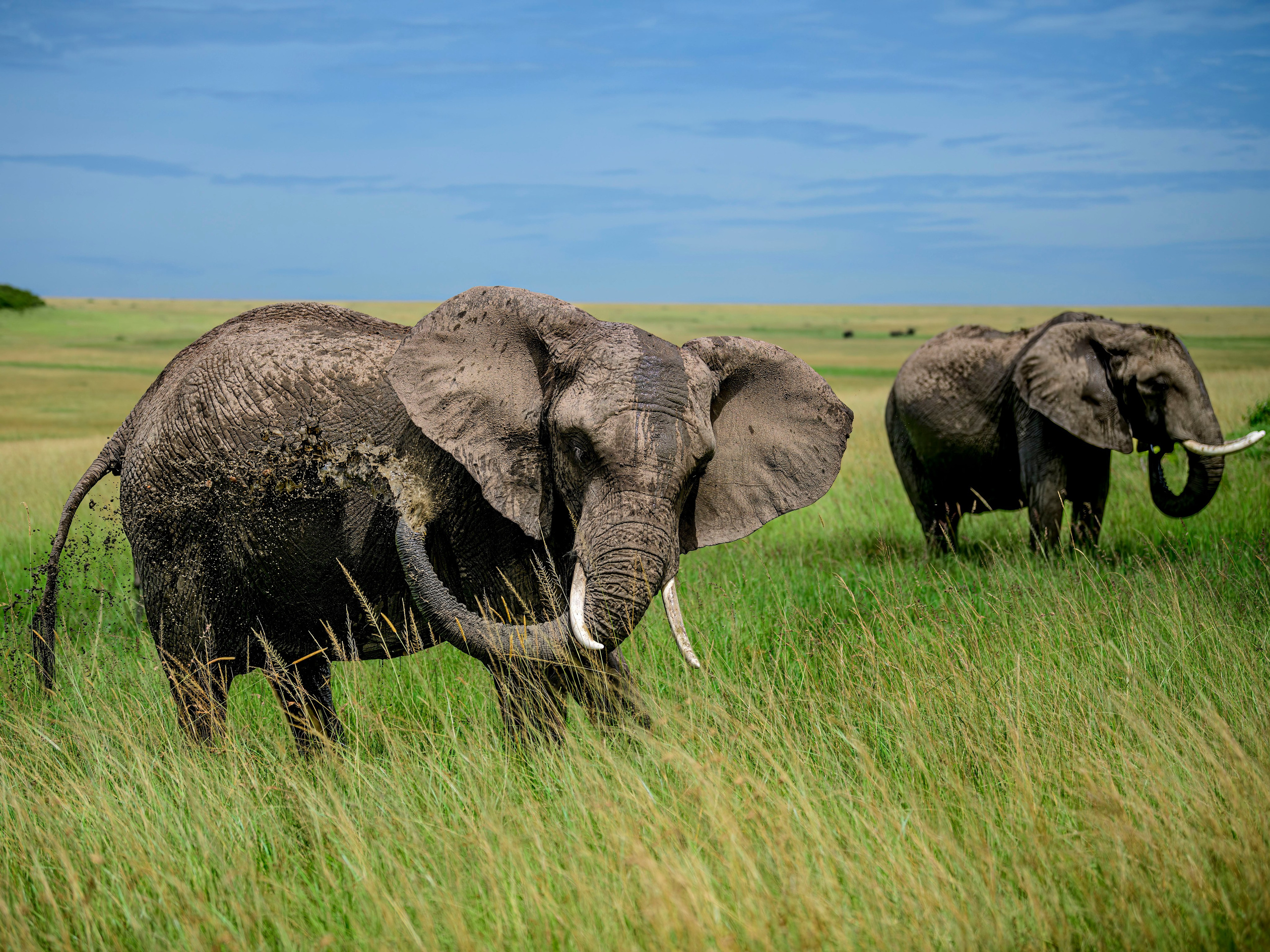 Кения. Wildlife photography by Sergey Puponin