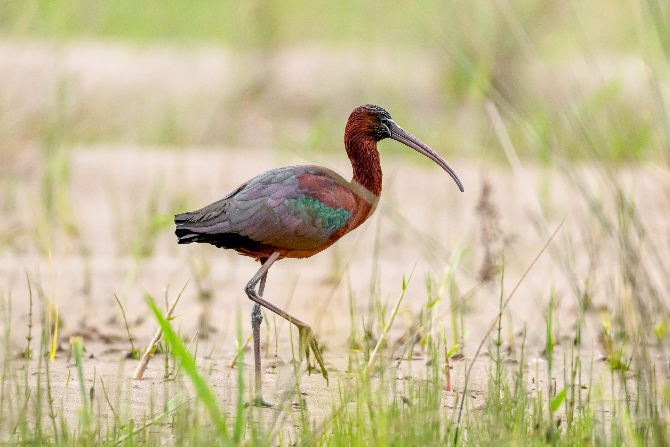 Пейзажный фотограф, Фотографии дикой природы. Foto-Zuev фотография как искусство