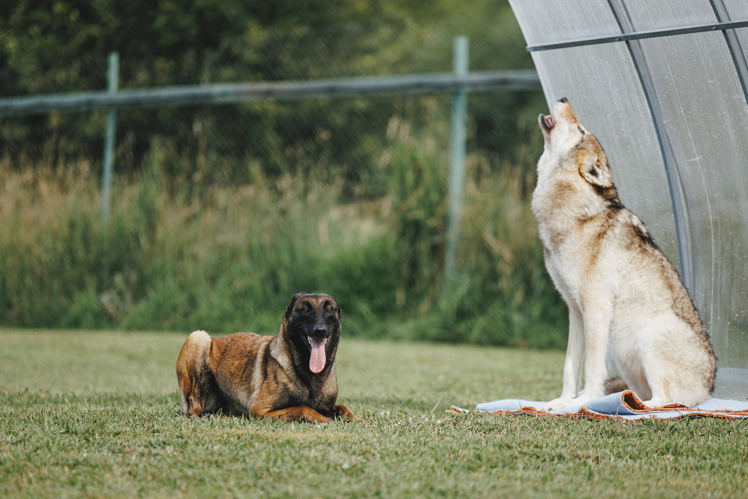 08.08.25-10.08.25 ЧР по мондьорингу г. Вологда. Фотограф-анималист Анна Маринич
