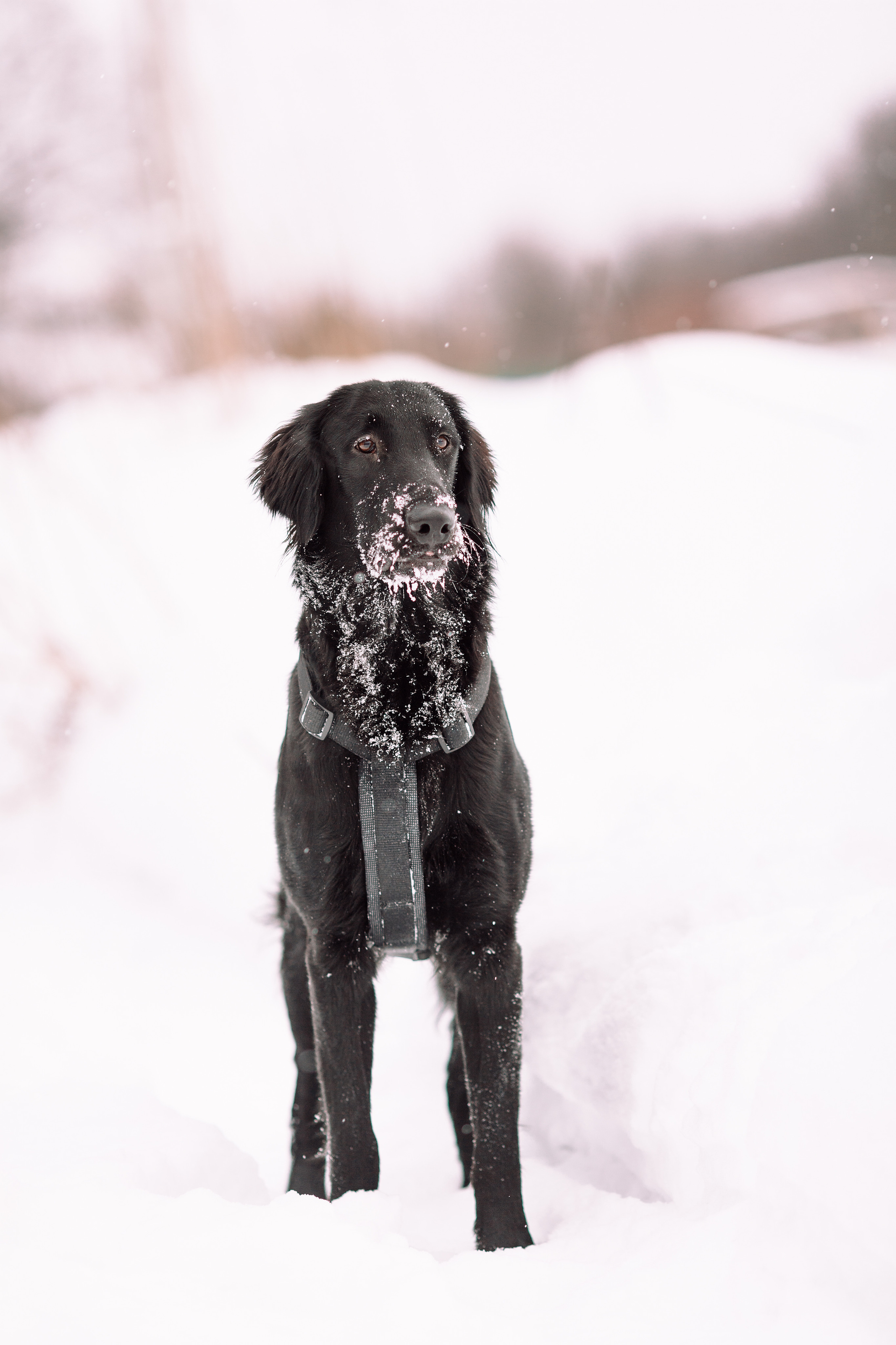 Фоторепортаж: большая семья на прогулке и дома. Детский и семейный фотограф в Москве и московской области Елена Титова